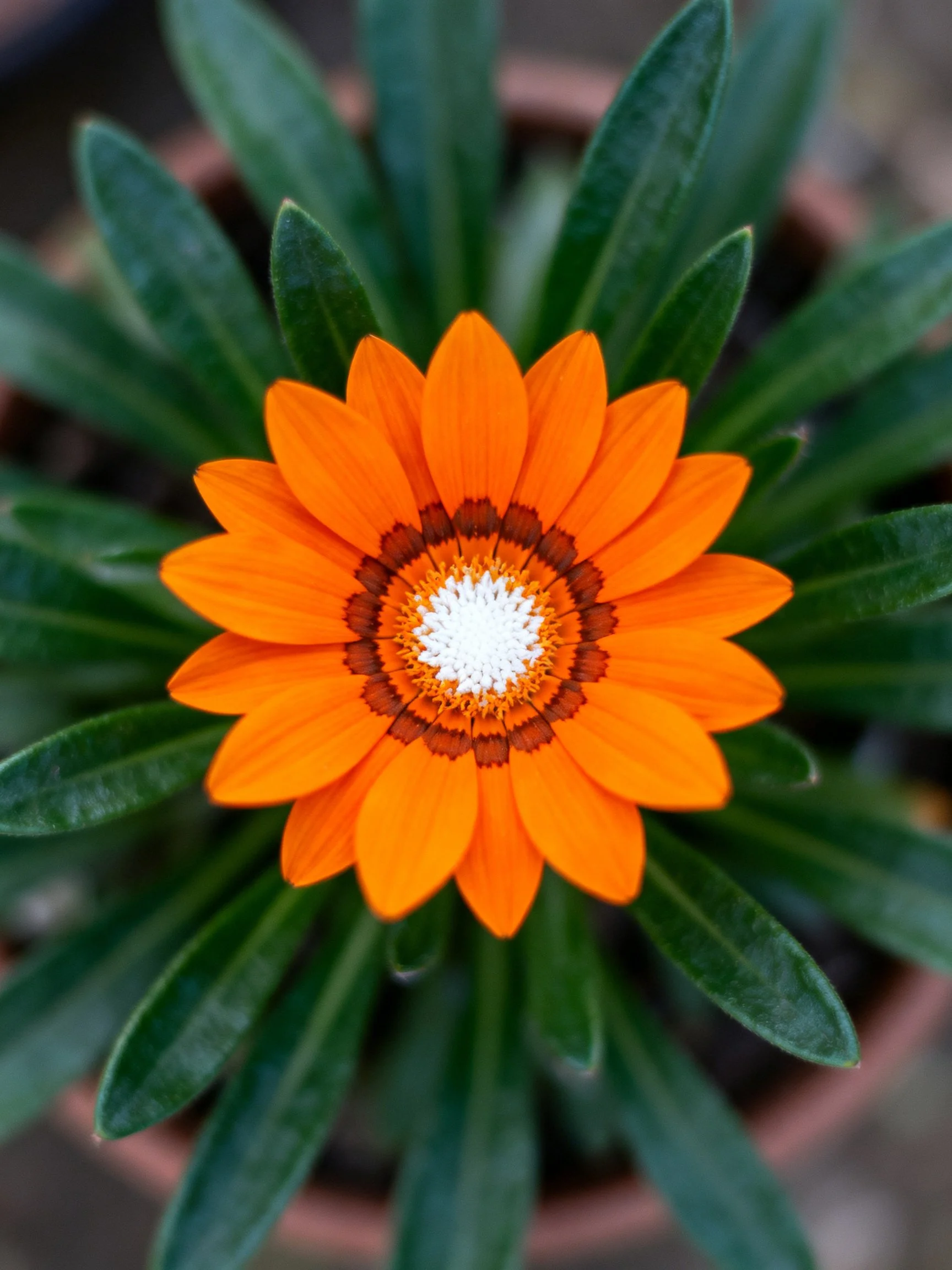 Vibrant orange flower with dark green leaves in a pot
