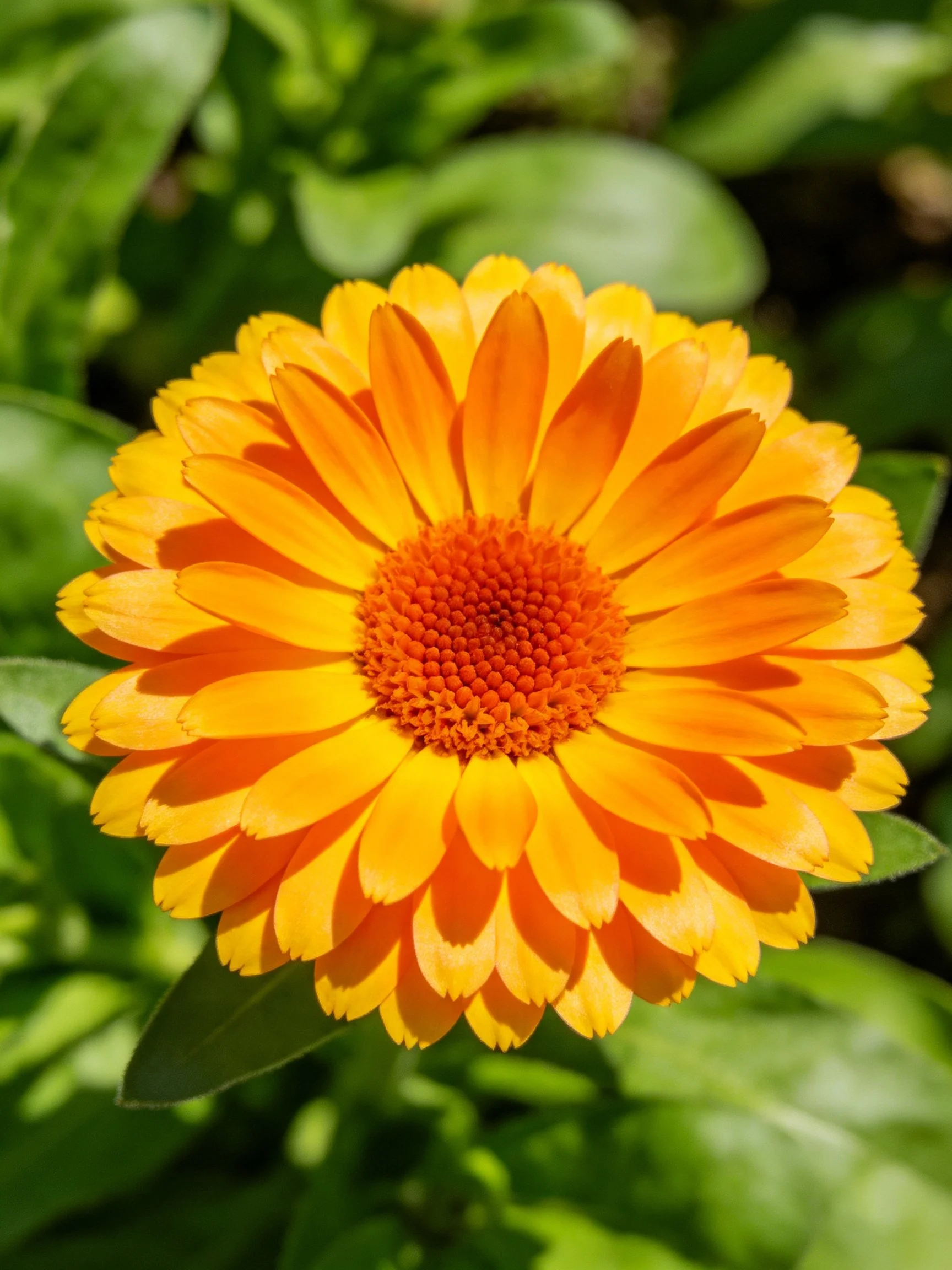 Vibrant orange flower with layered petals amid green foliage