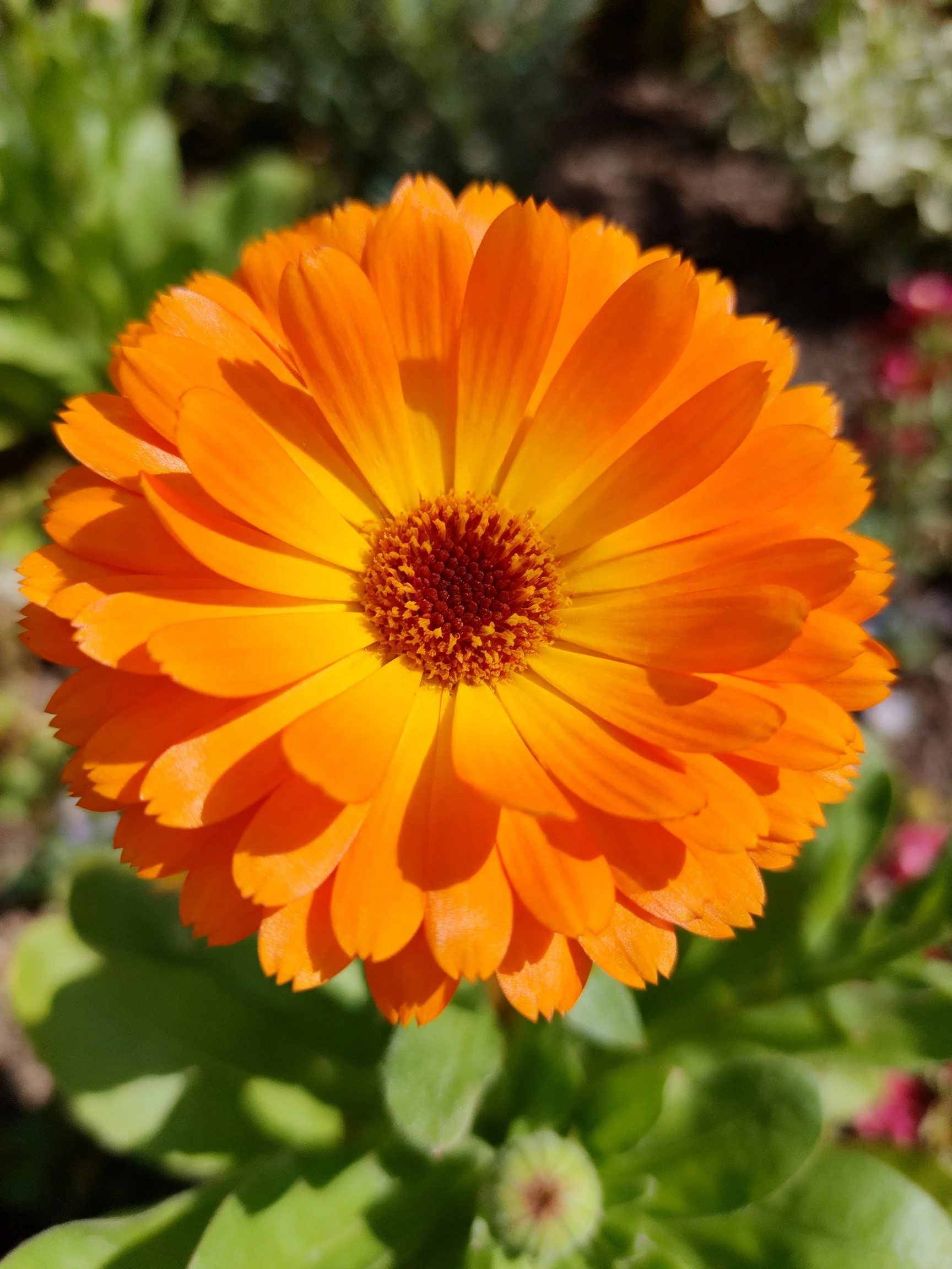 Vibrant orange flower with layered petals and dark center