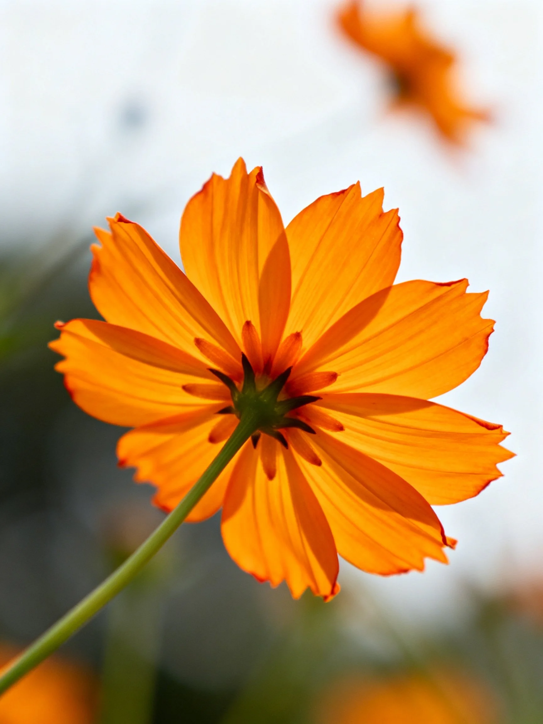 Vibrant orange flower with layered petals and green stem