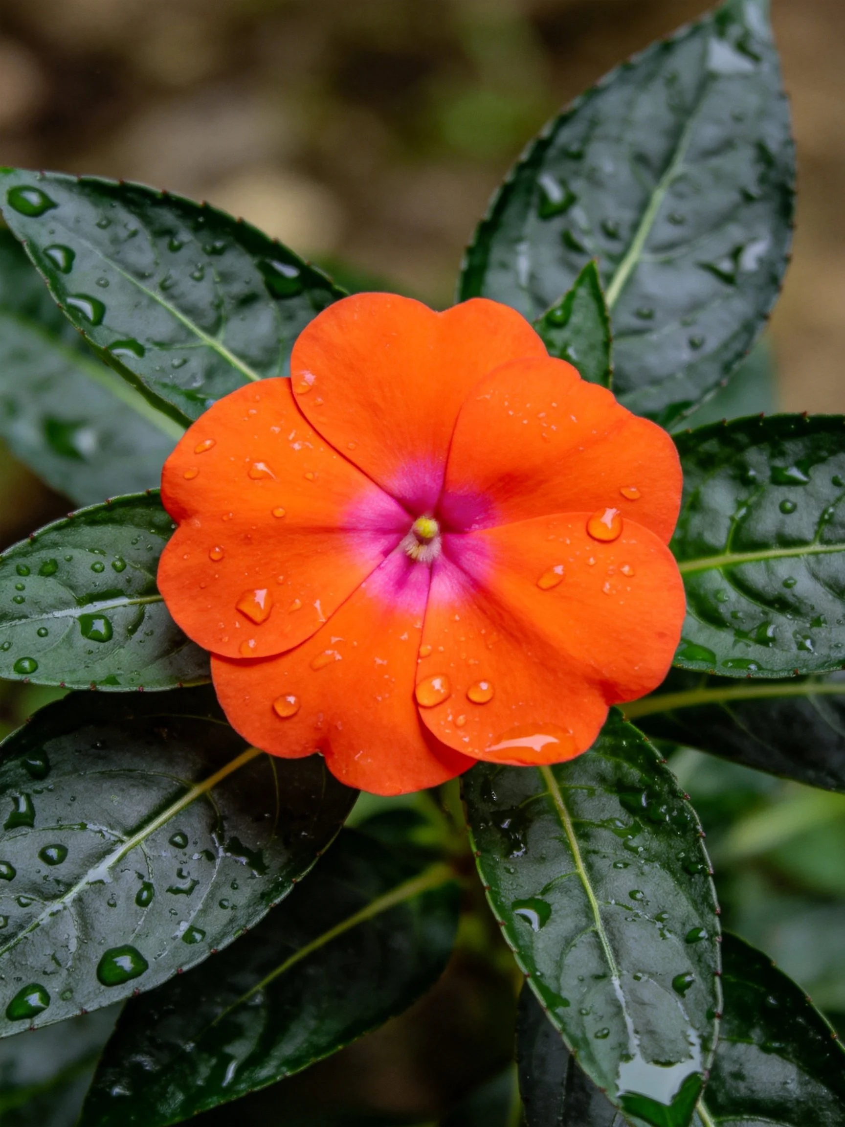 Vibrant orange flower with pink center, glossy green leaves, water droplets