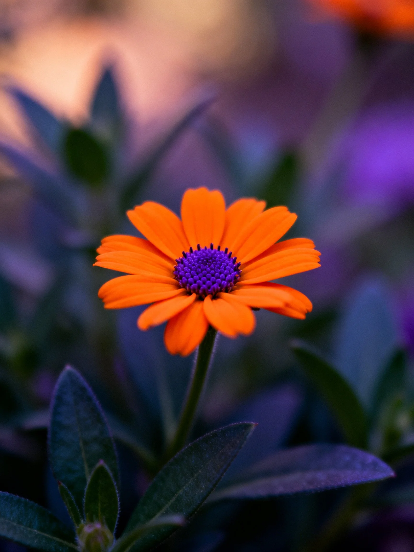 Vibrant orange flower with purple center amid dark foliage