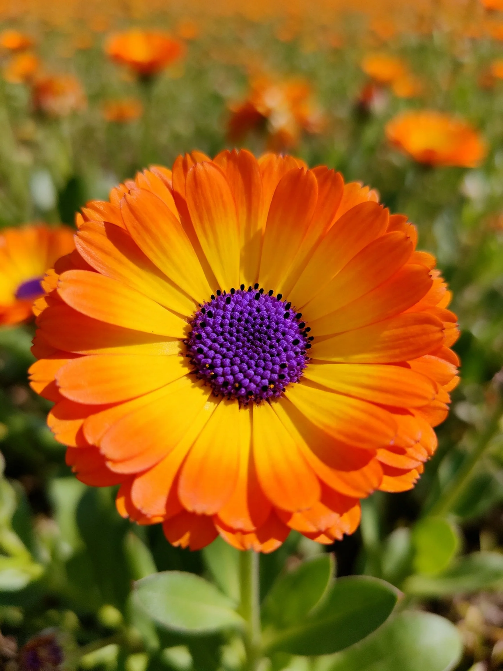 Vibrant orange flower with purple center amid green foliage