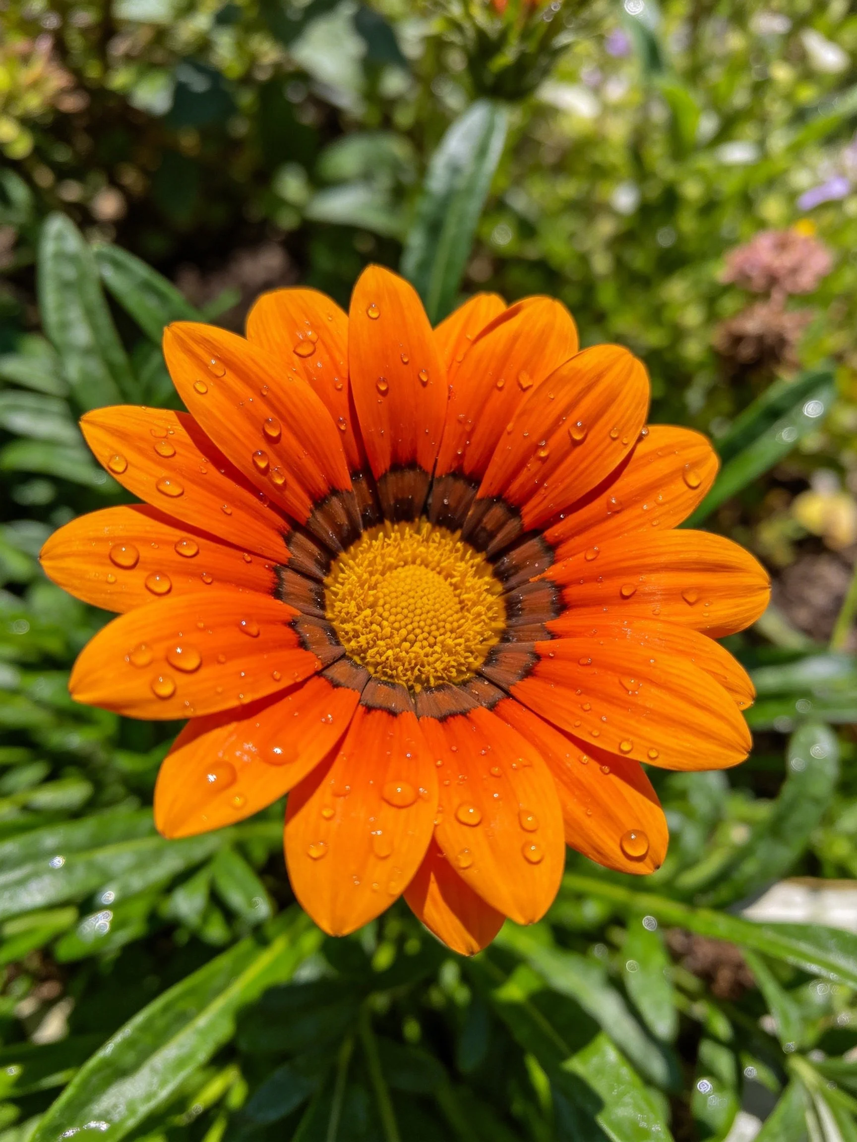 Vibrant orange flower with water droplets amidst lush green foliage