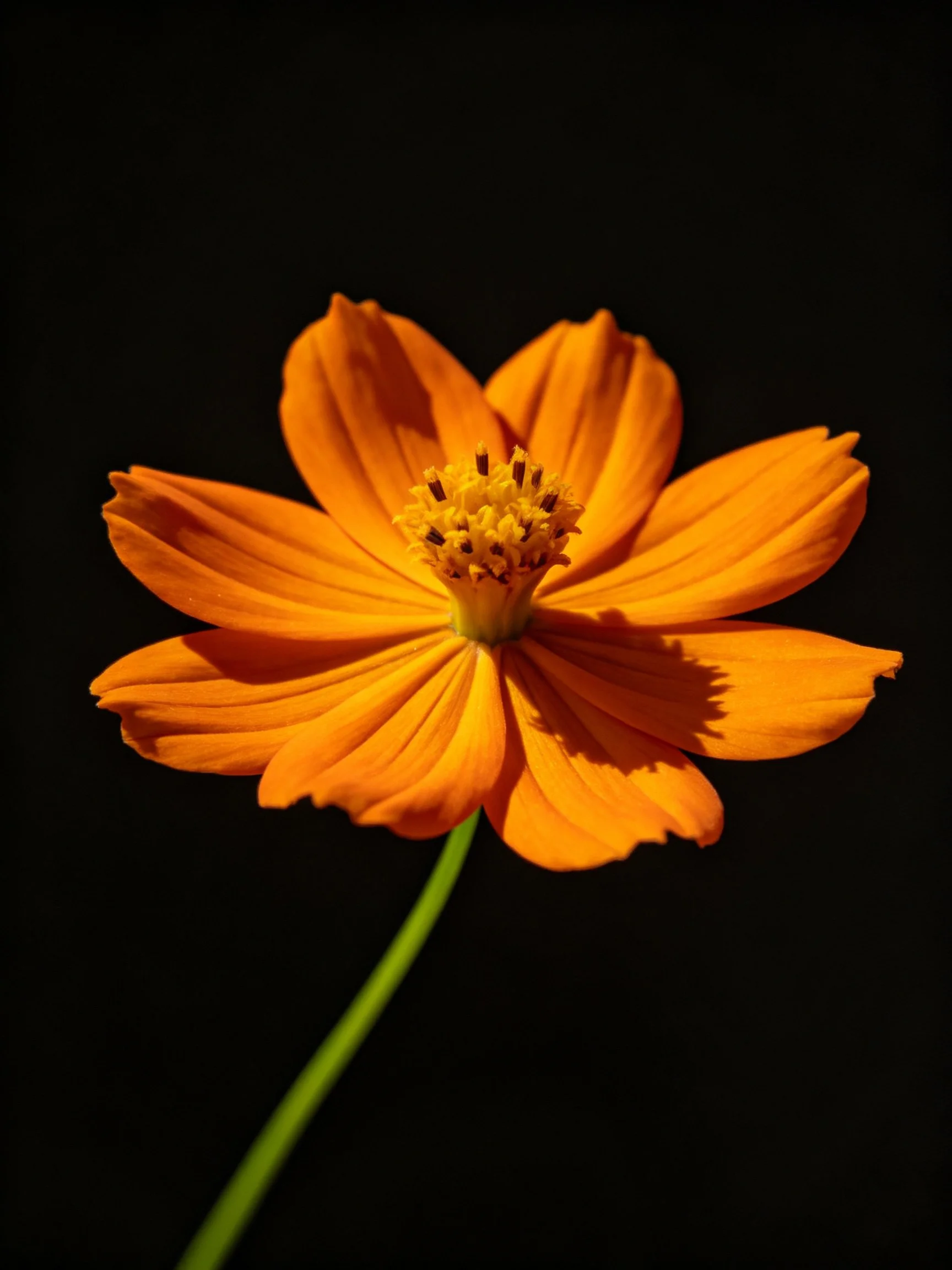 Vibrant orange flower with yellow center against black backdrop