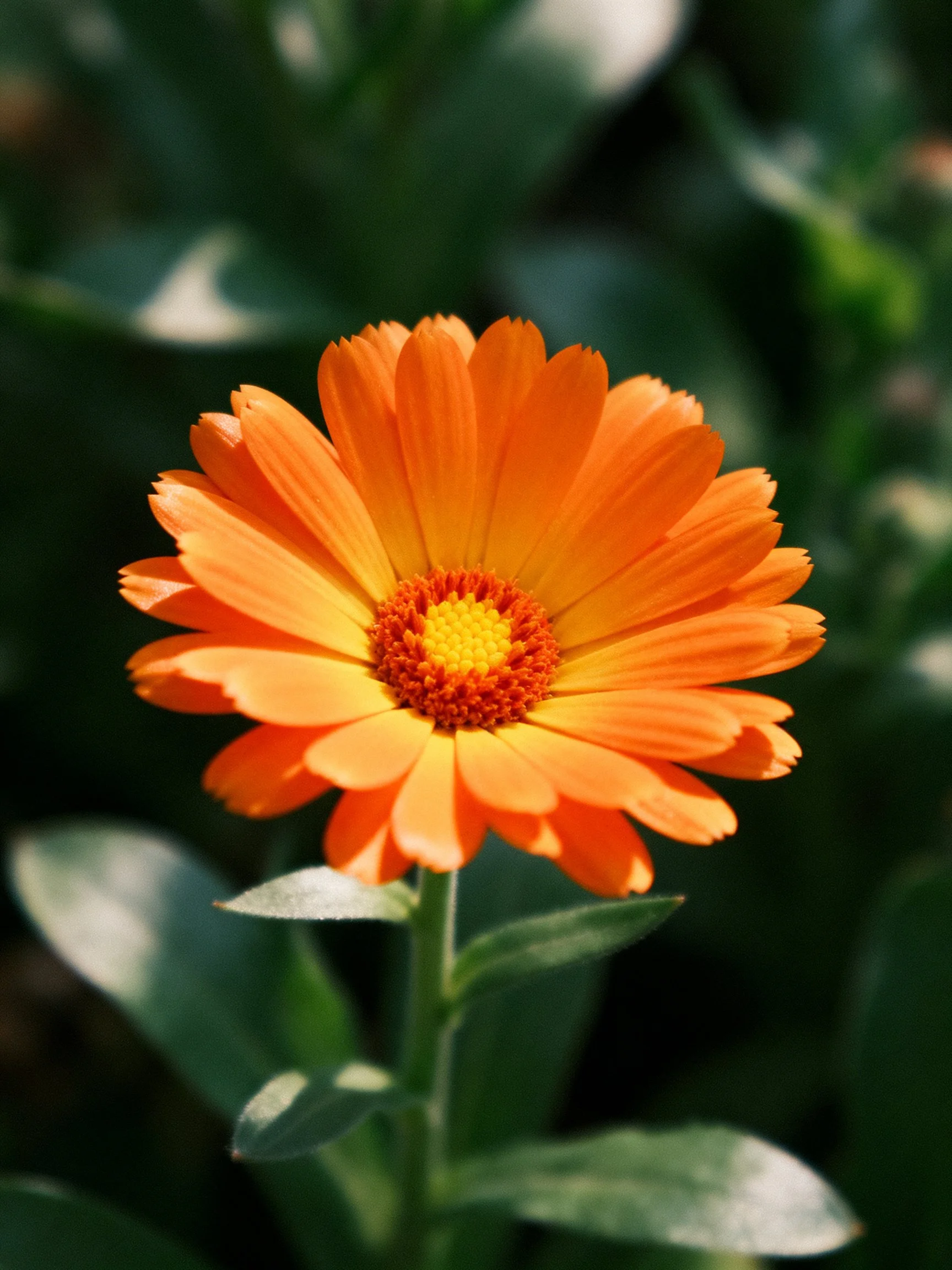 Vibrant orange flower with yellow center and green leaves