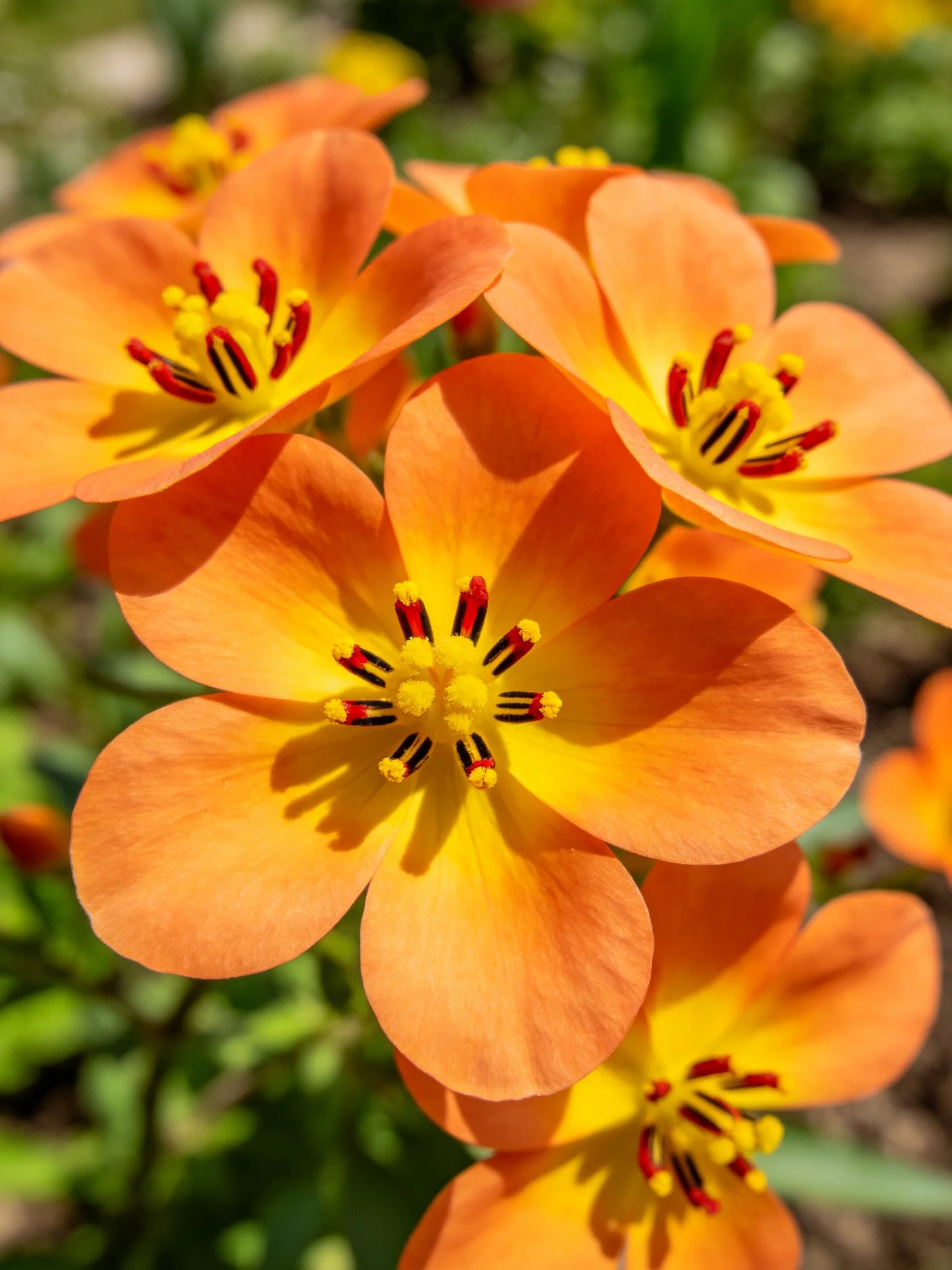 Vibrant orange flowers with yellow centers clustered in a garden
