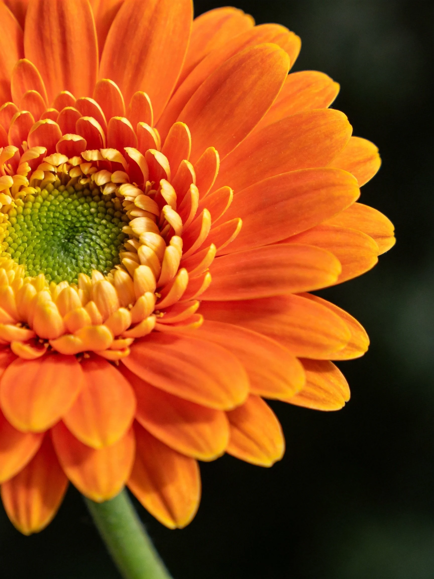 Vibrant orange gerbera daisy with a green central disc