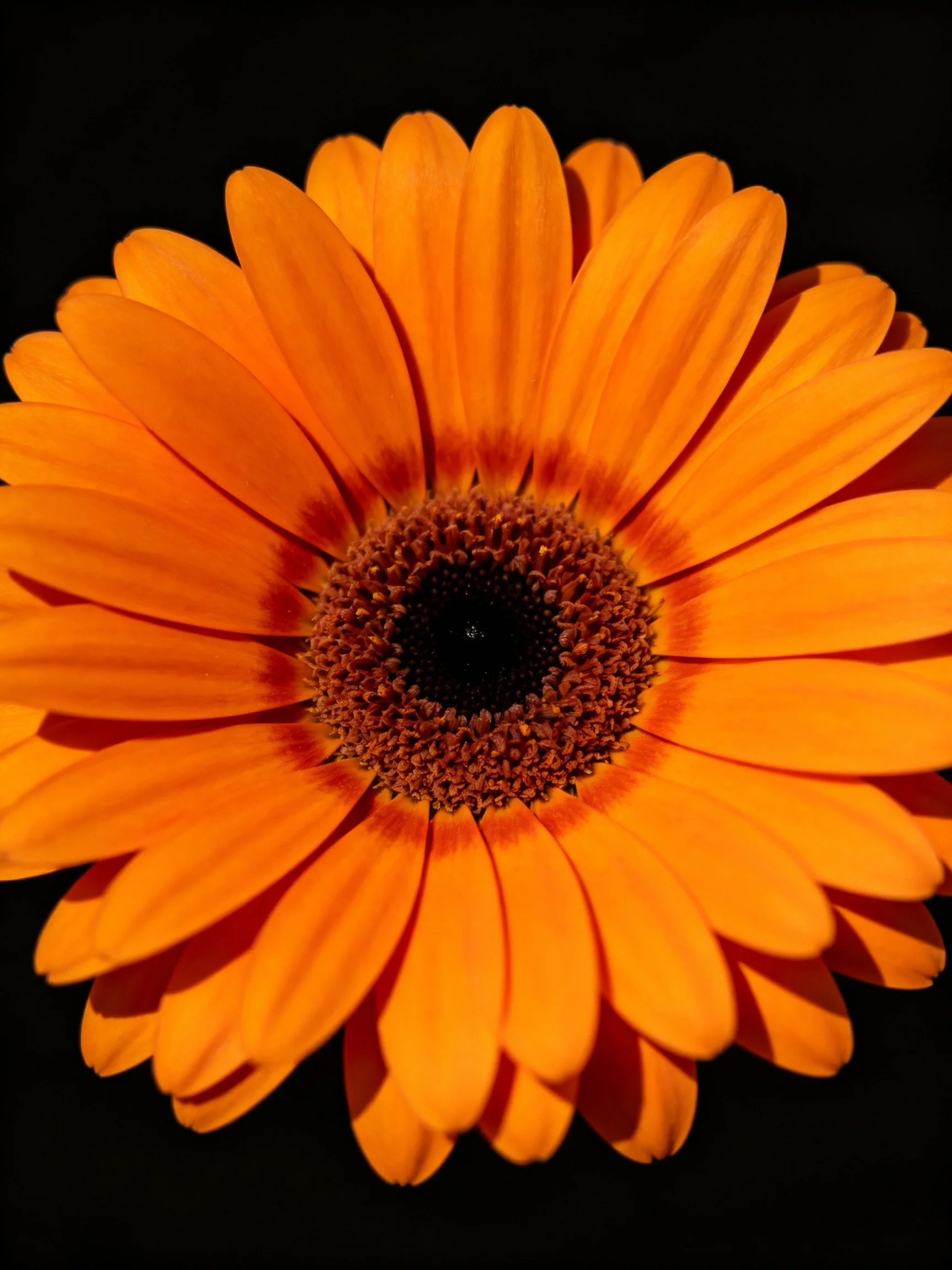 Vibrant orange gerbera daisy with dark central disc