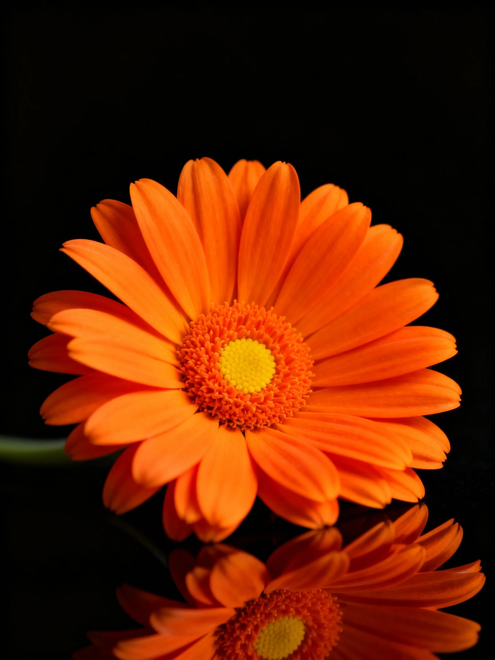 Vibrant orange gerbera with yellow center on black backdrop