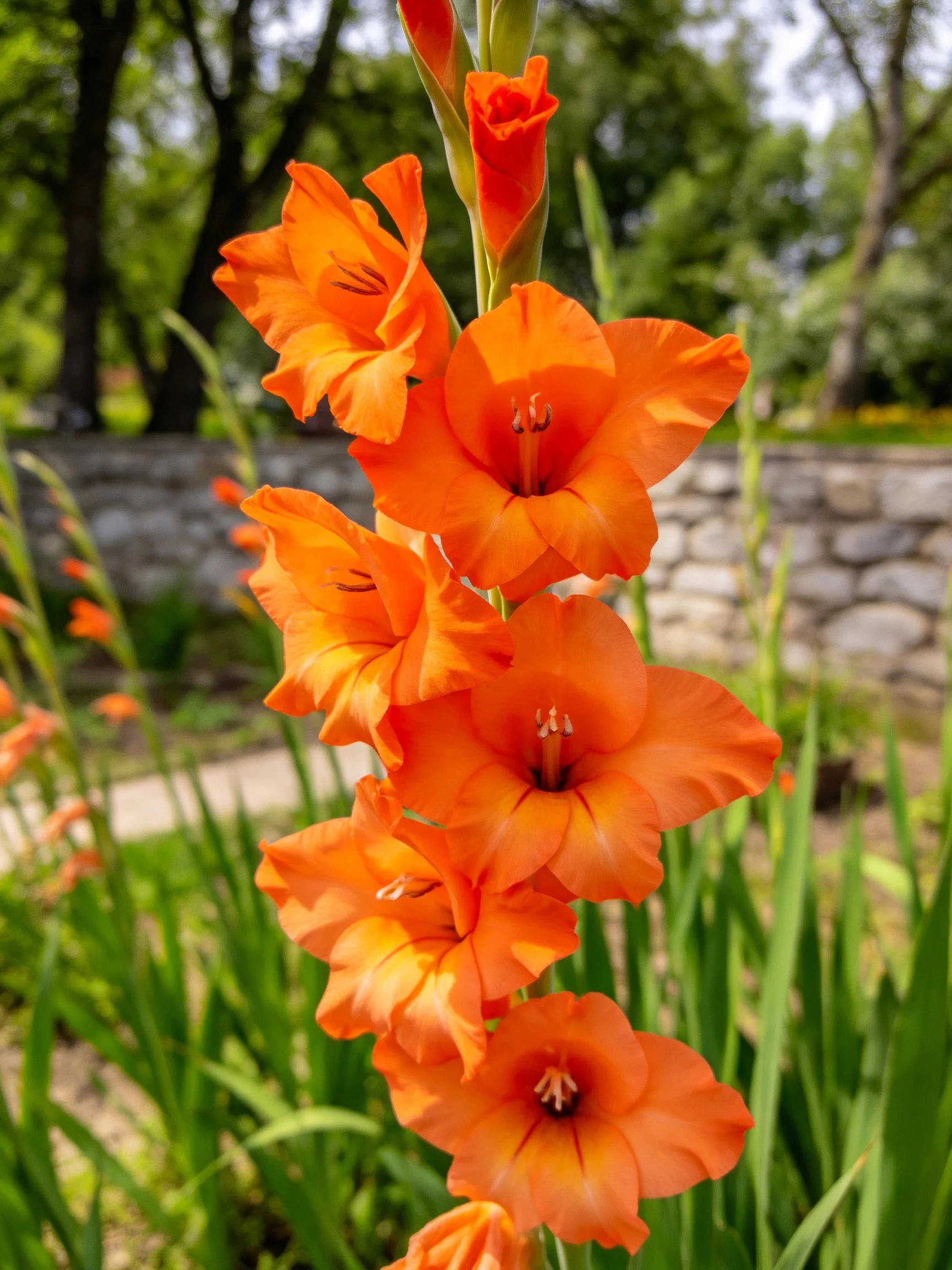 Vibrant orange gladiolus blooms against a stone wall backdrop