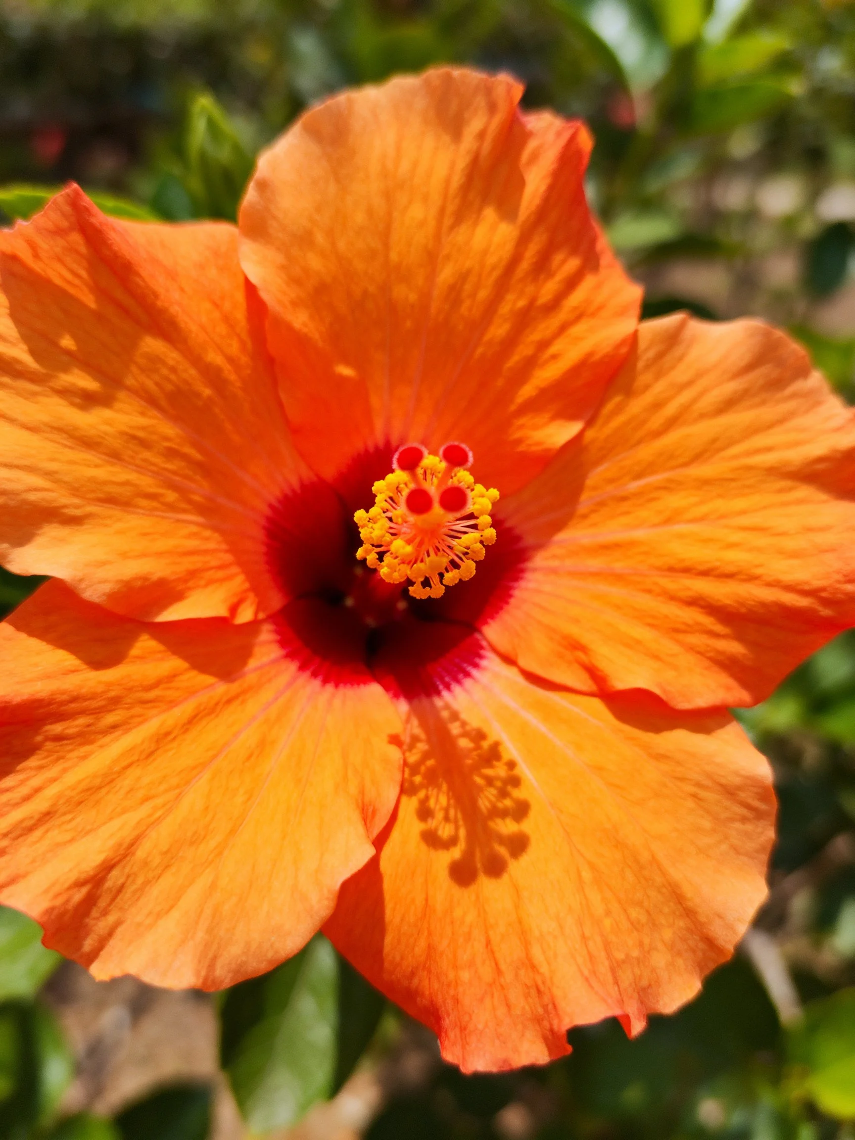 Vibrant orange hibiscus bloom with deep red center