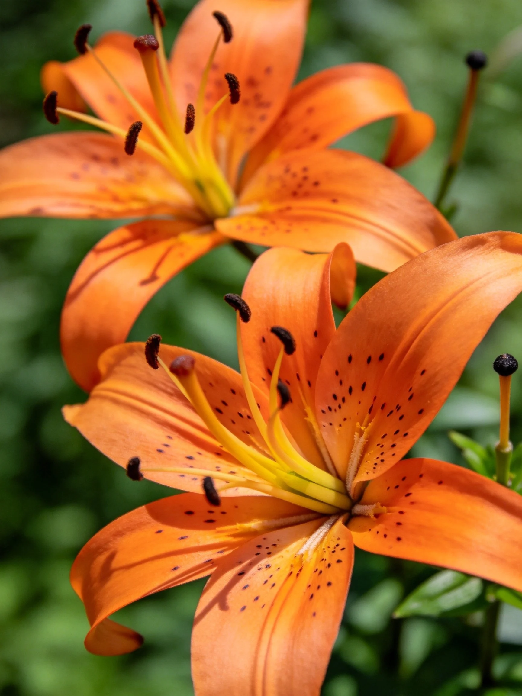 Vibrant orange lilies with dark spots and yellow centers