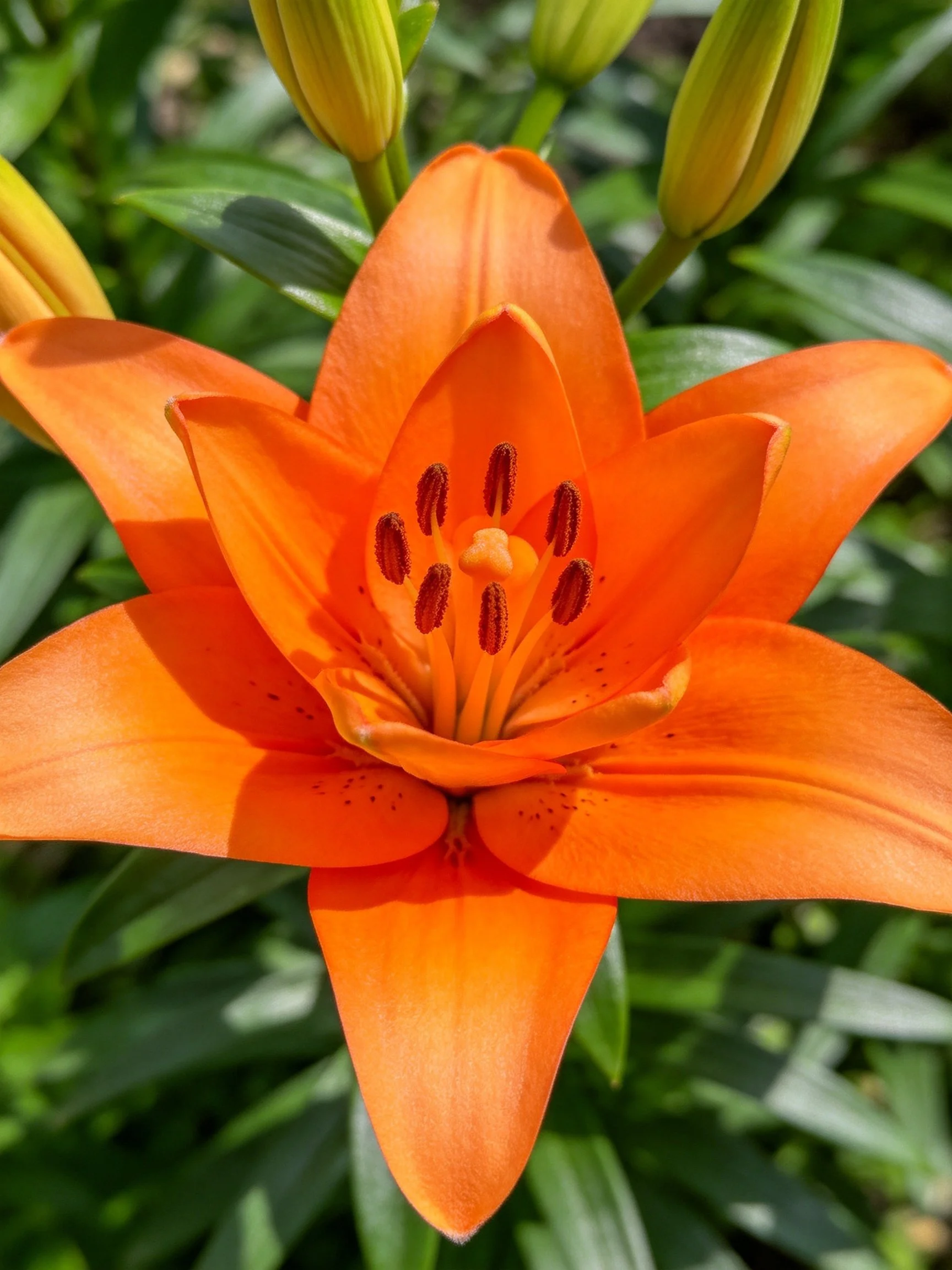 Vibrant orange lily blooms fully among green foliage and buds