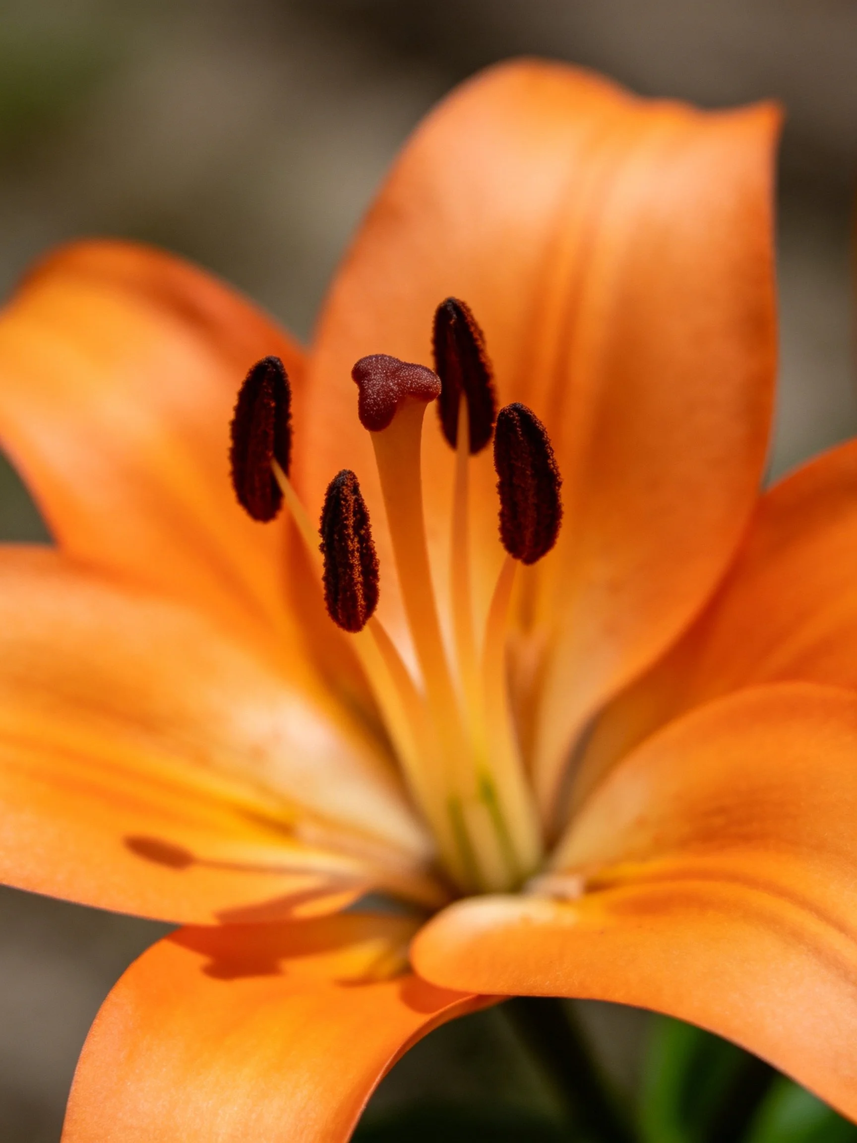 Vibrant orange lily close-up with dark stamens