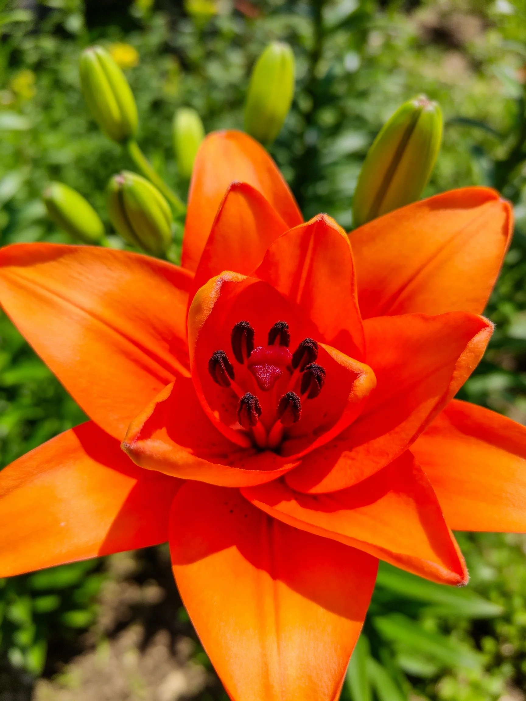 Vibrant orange lily flower with green buds