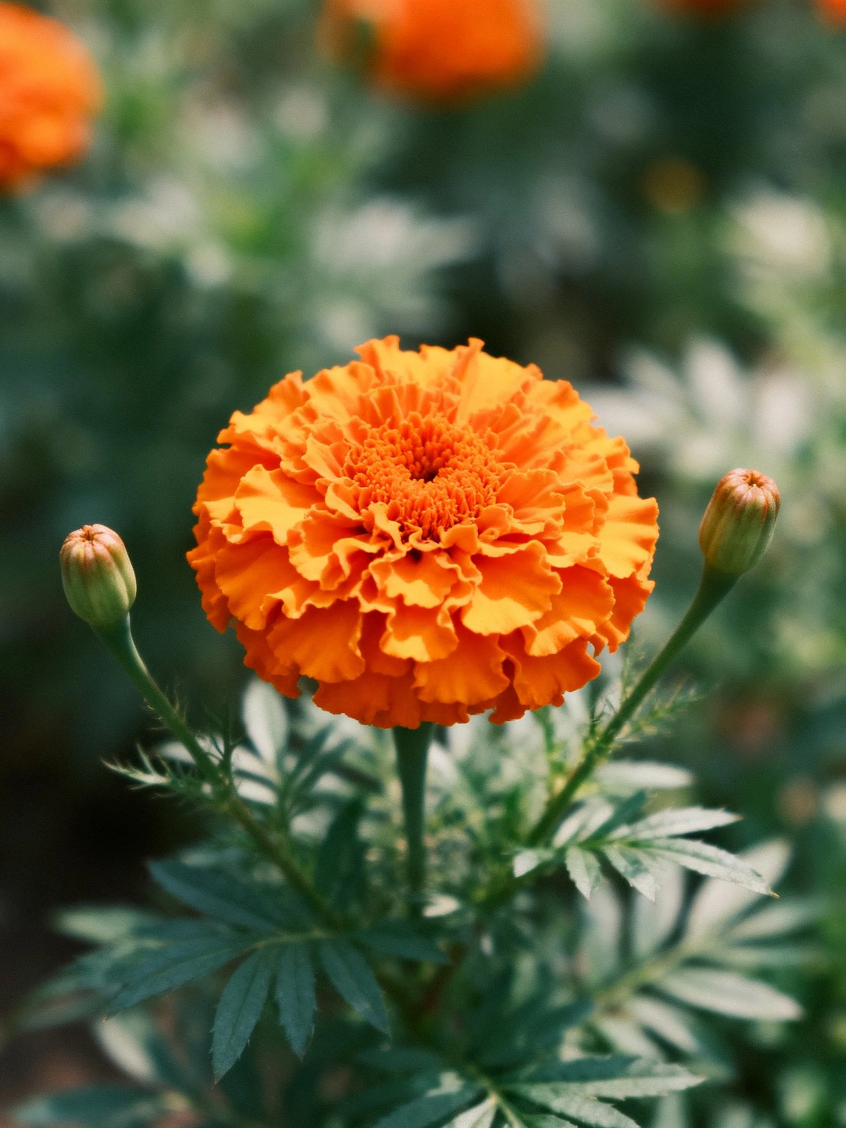 Vibrant orange marigold blooms with two unopened buds