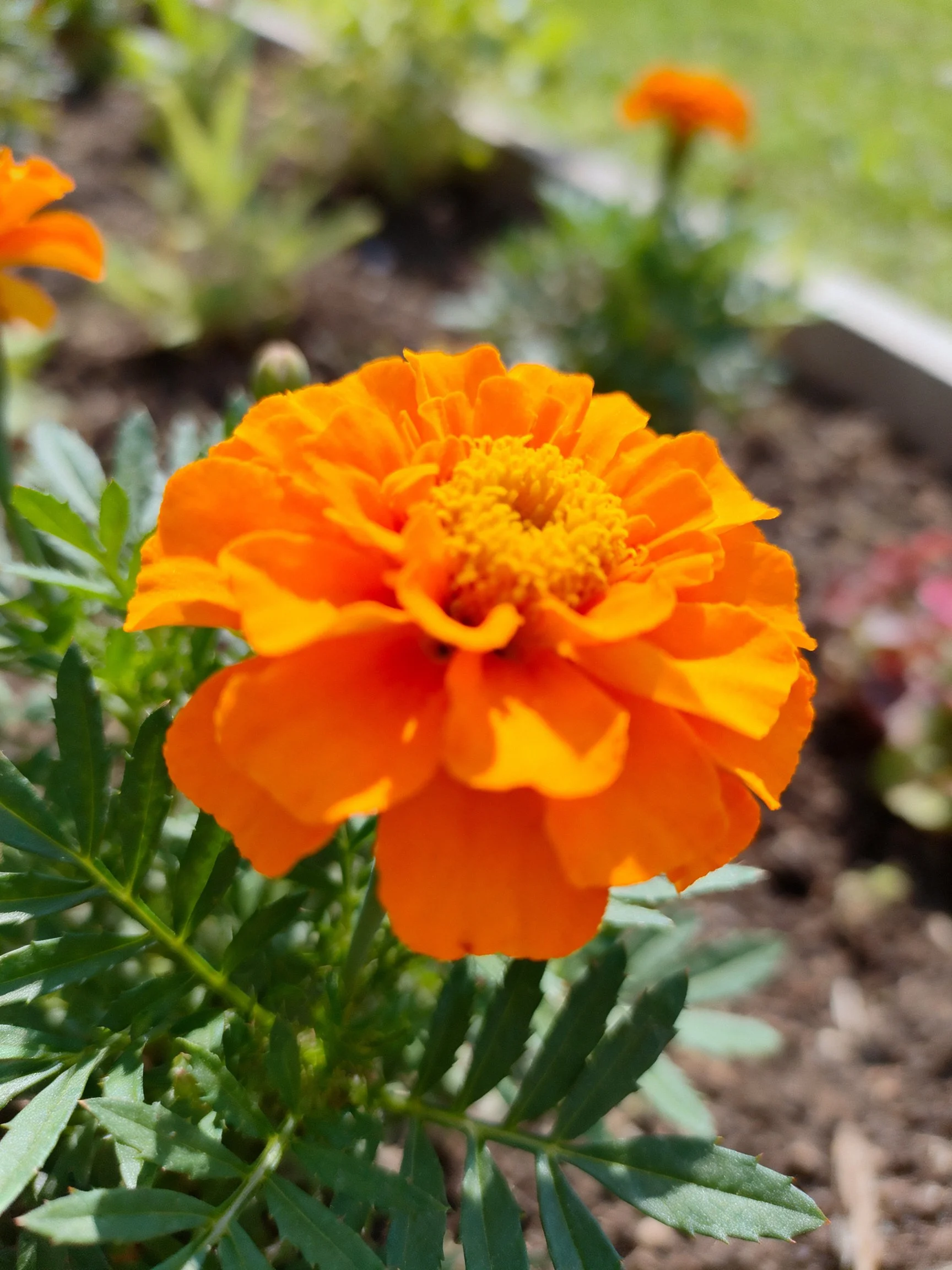 Vibrant orange marigold flower amidst garden greenery