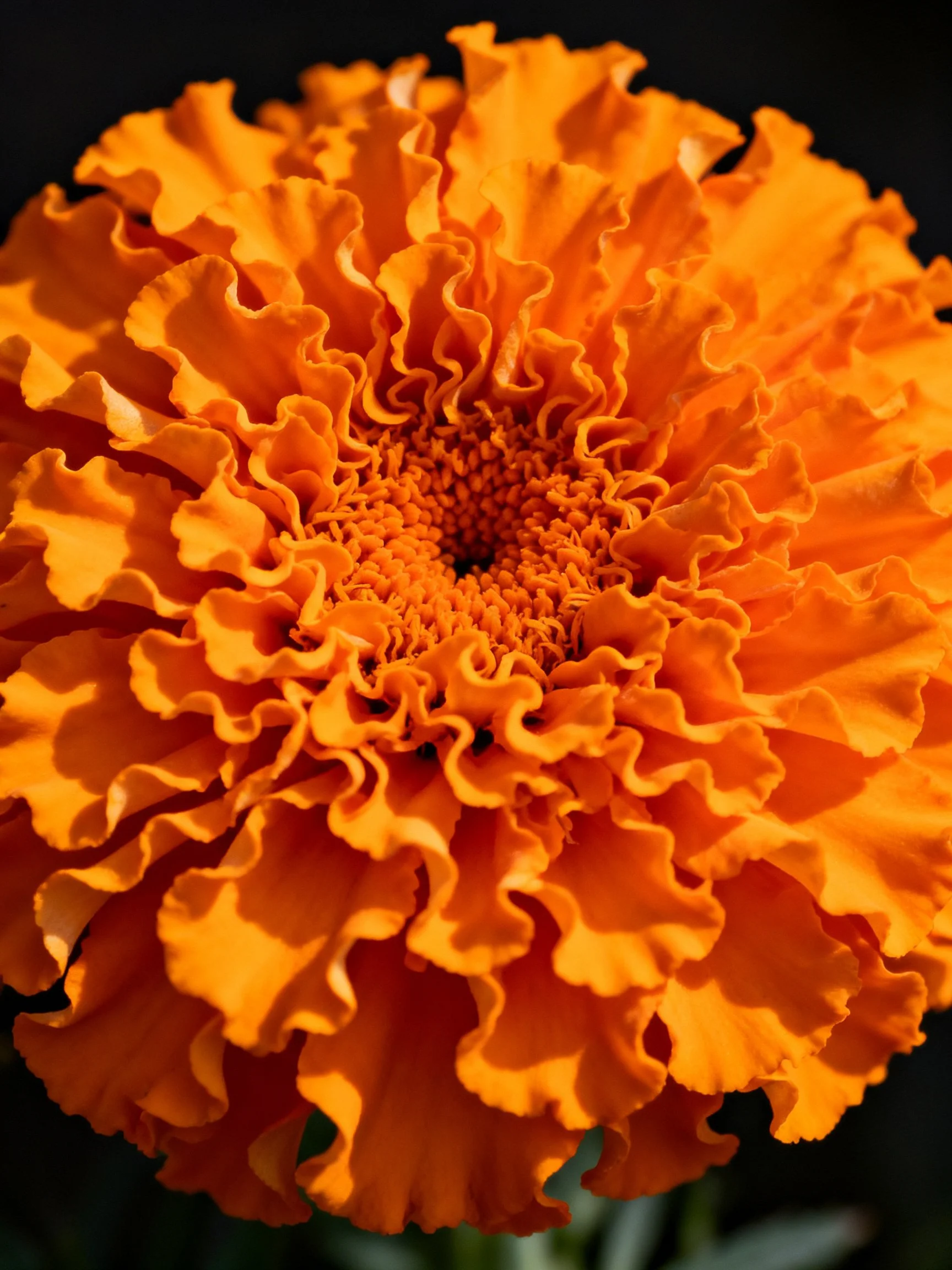 Vibrant orange marigold flower with layered, ruffled petals