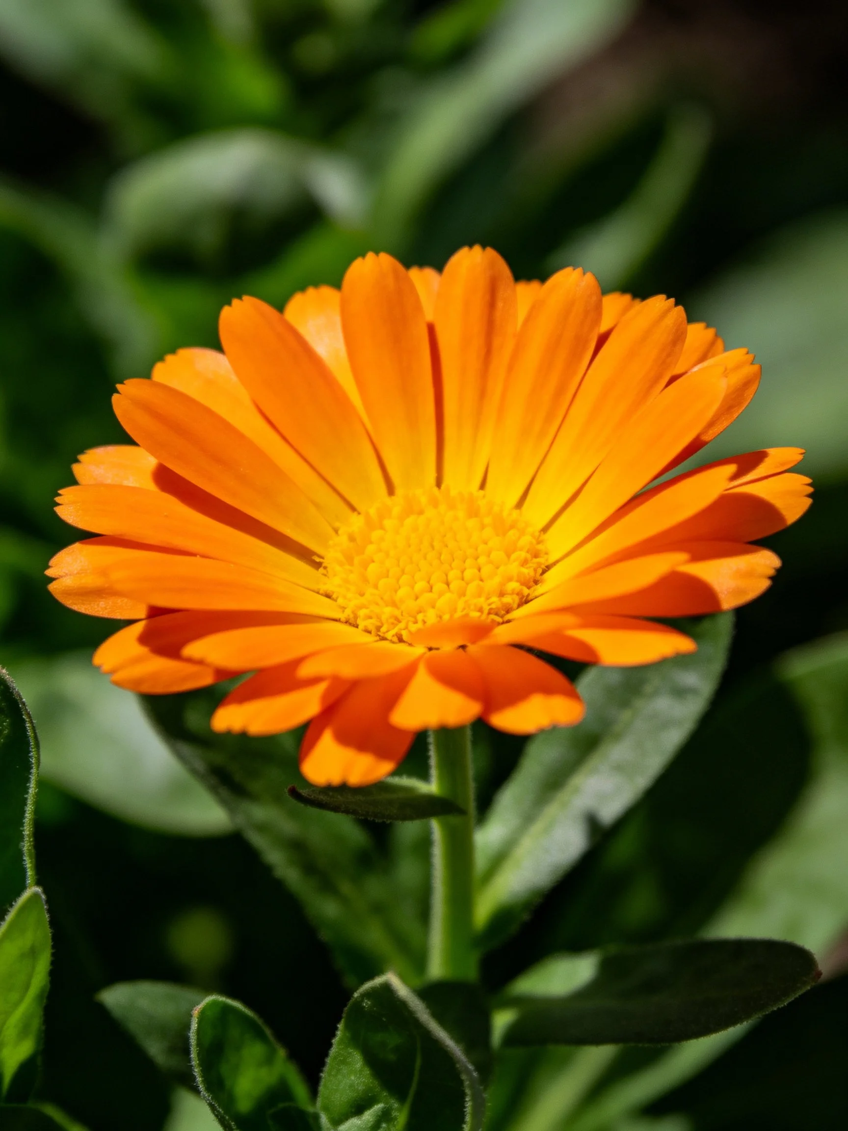 Vibrant orange marigold flower with lush green foliage