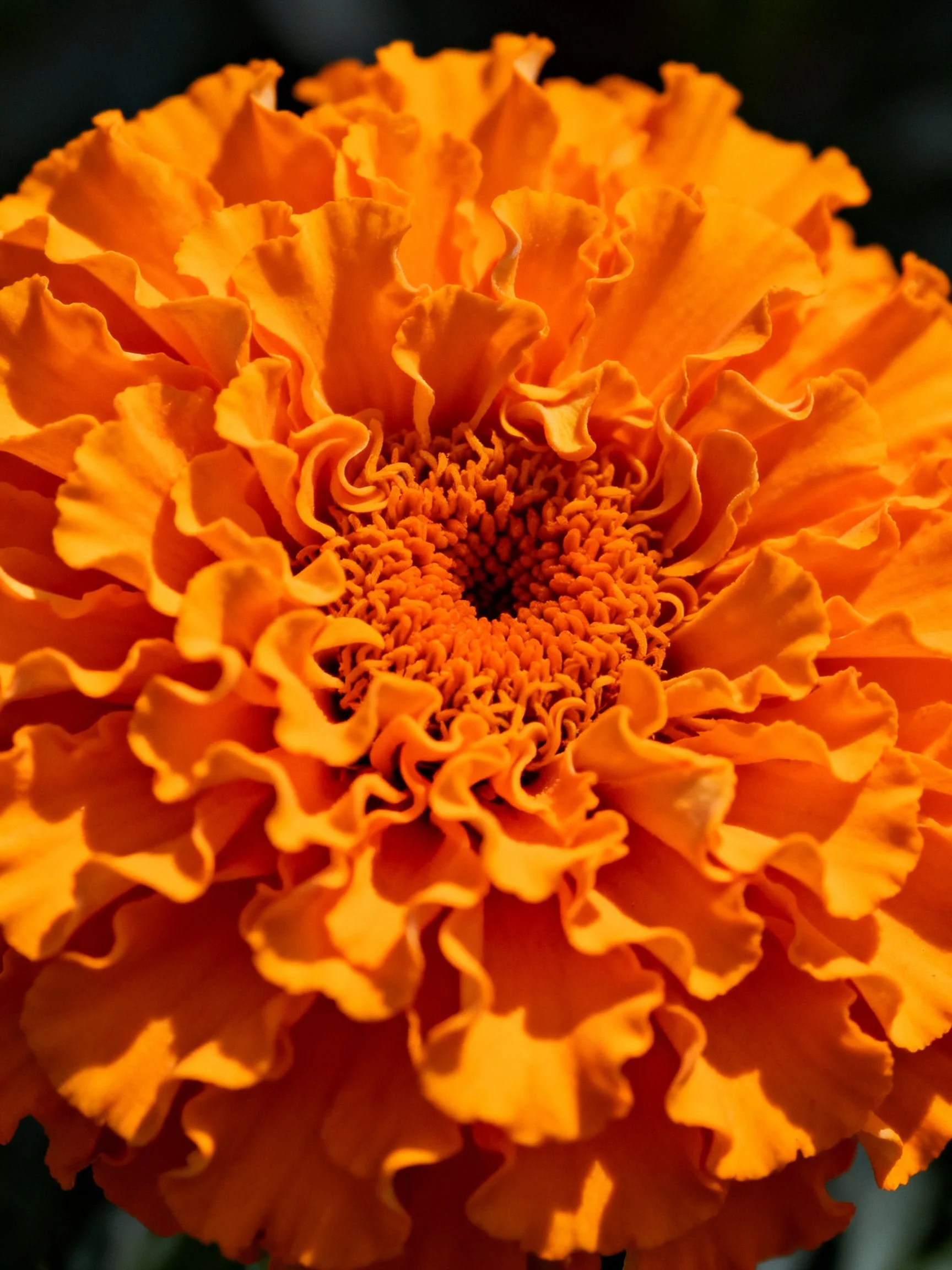 Vibrant orange marigold with ruffled petals and textured center