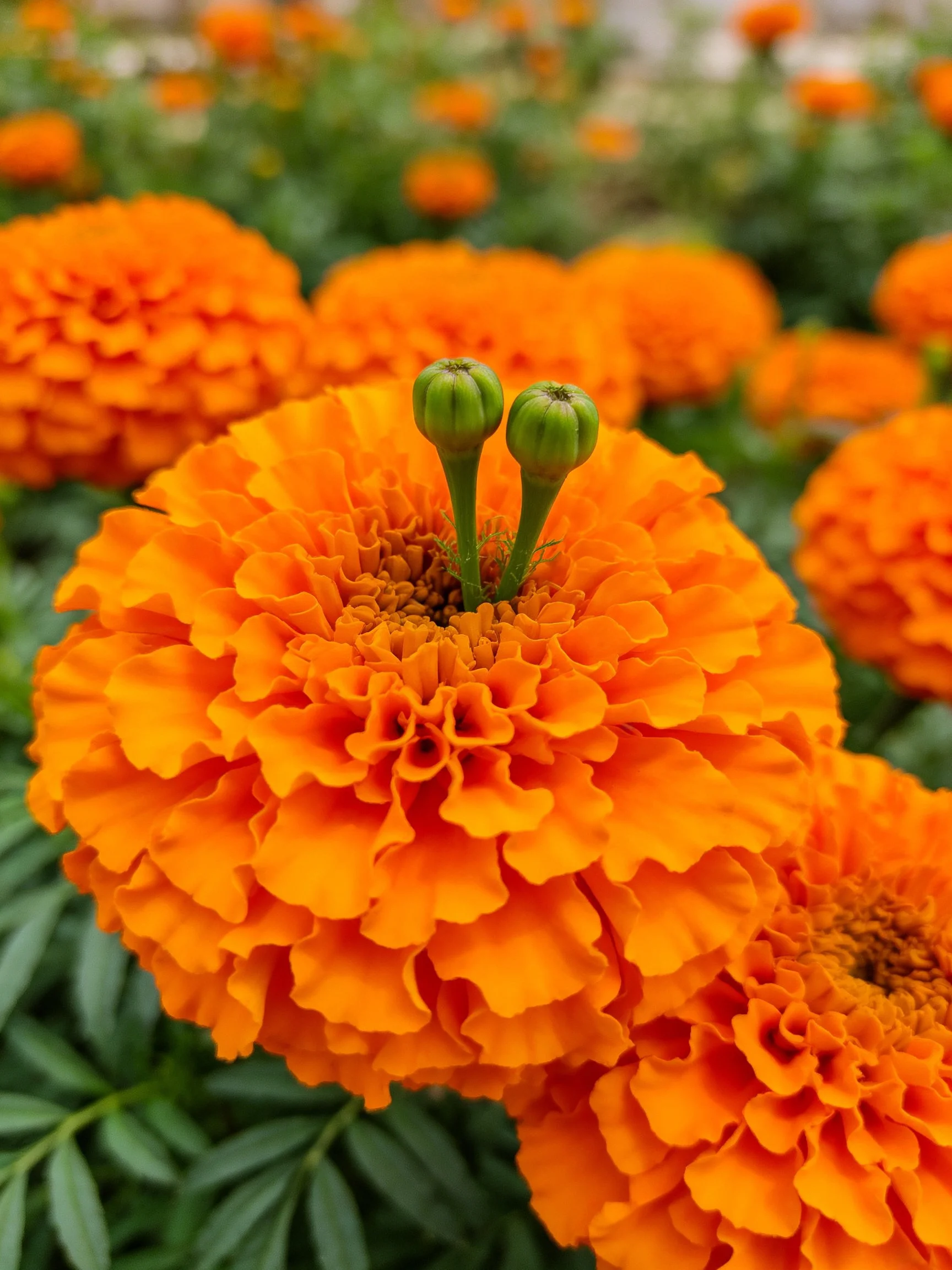 Vibrant orange marigolds with green flower buds surrounded by foliage