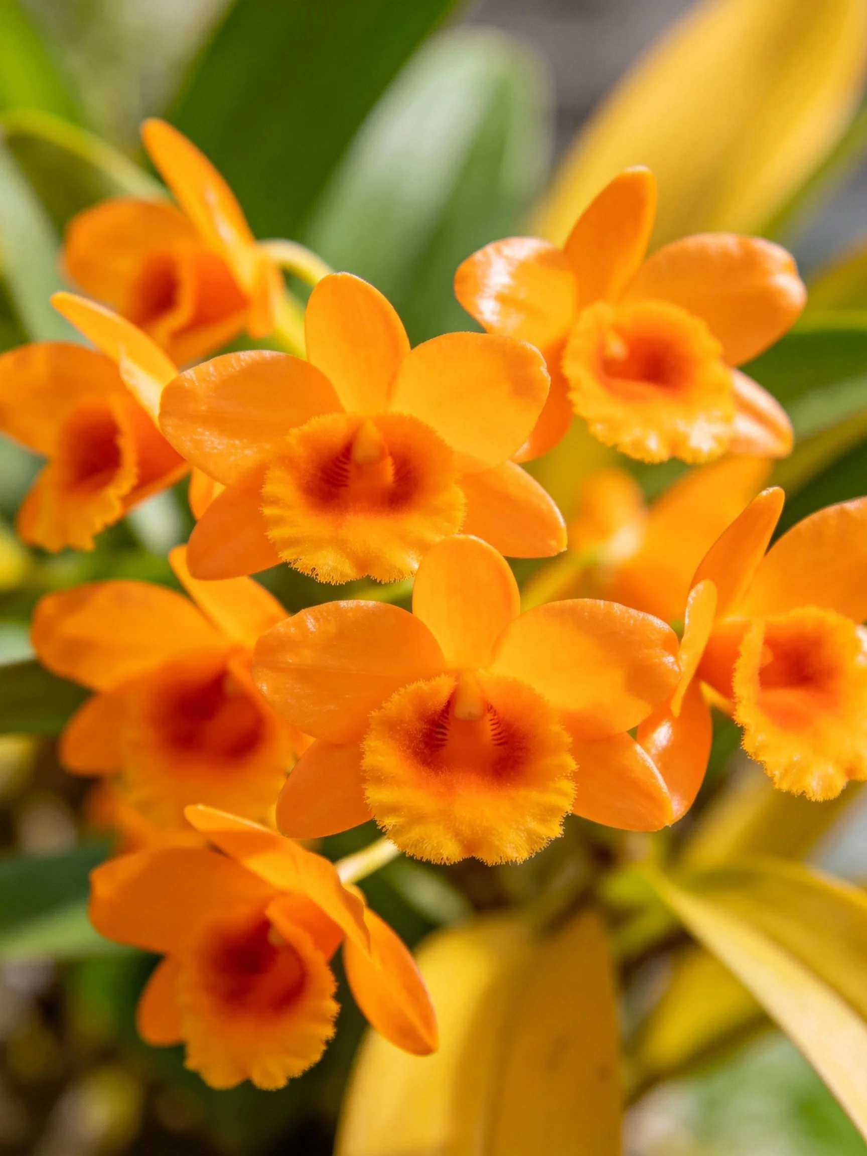 Vibrant orange orchid cluster with lush green foliage