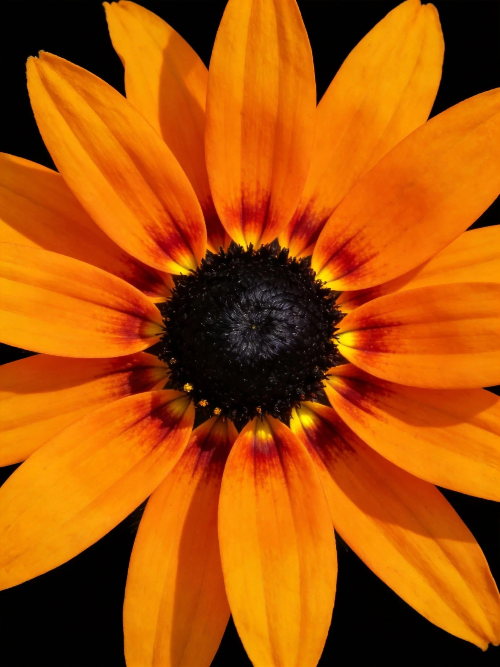 Vibrant orange petals encircle a dark central disk