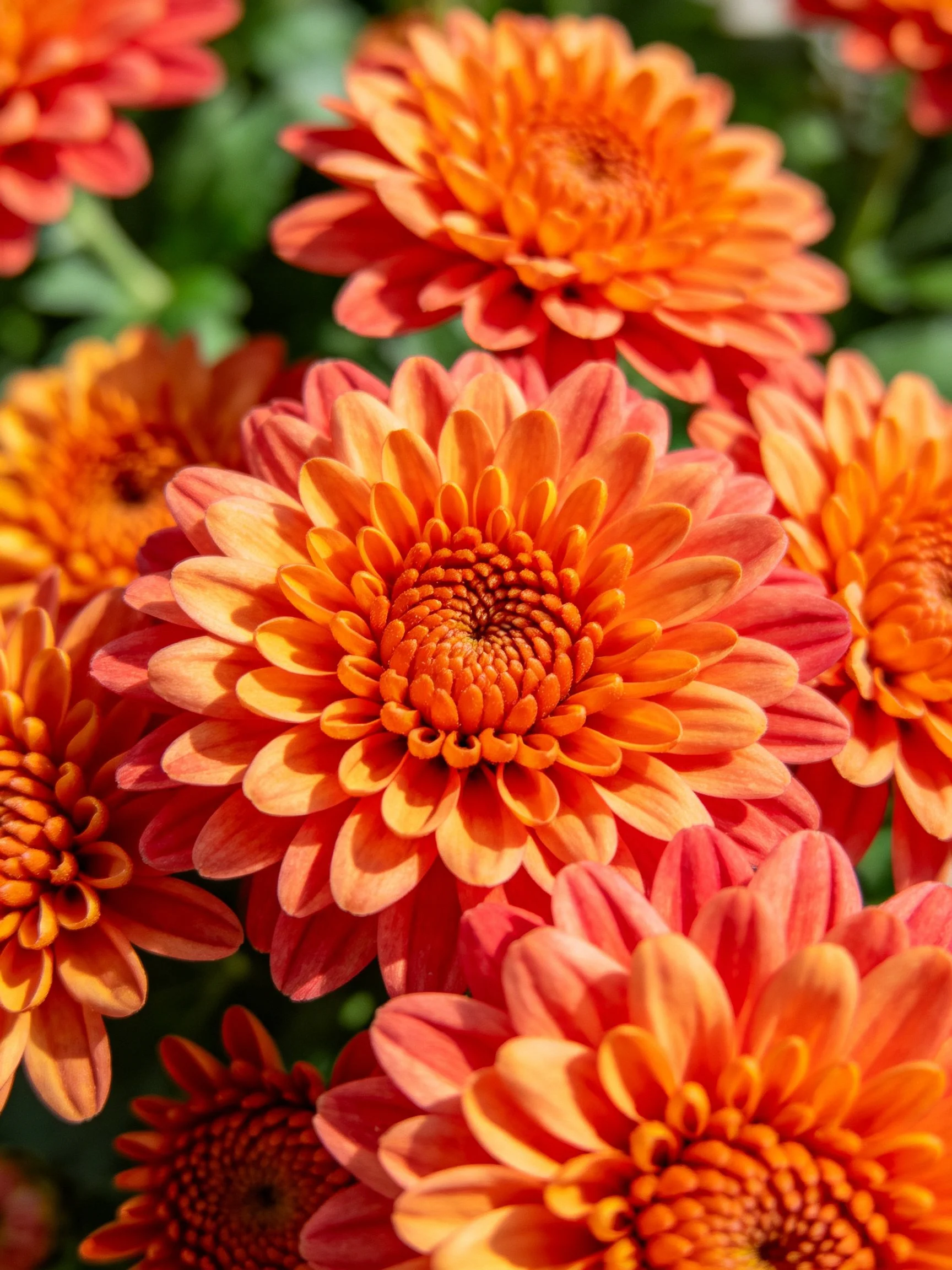 Vibrant orange-red chrysanthemums clustered densely