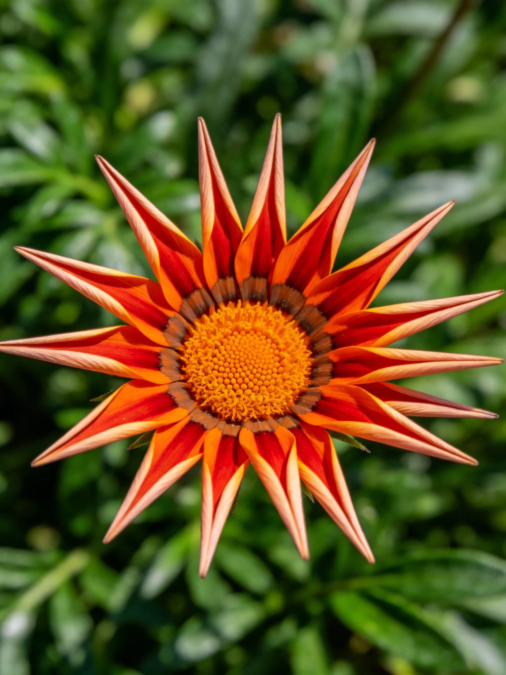 Vibrant orange-red flower with pointed petals and yellow center