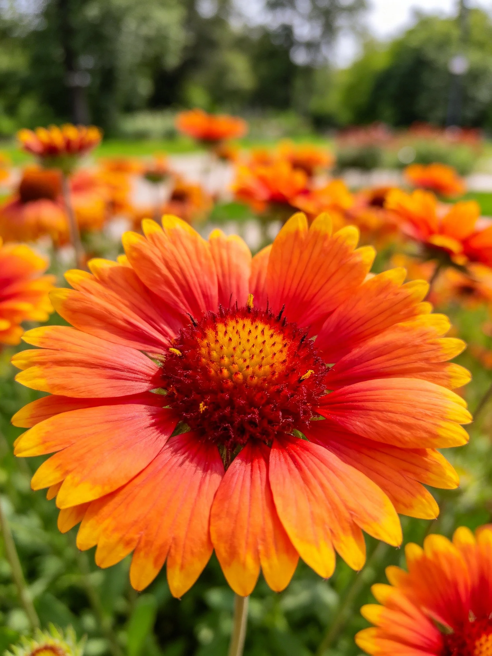 Vibrant orange-red flower with yellow accents amid garden blooms