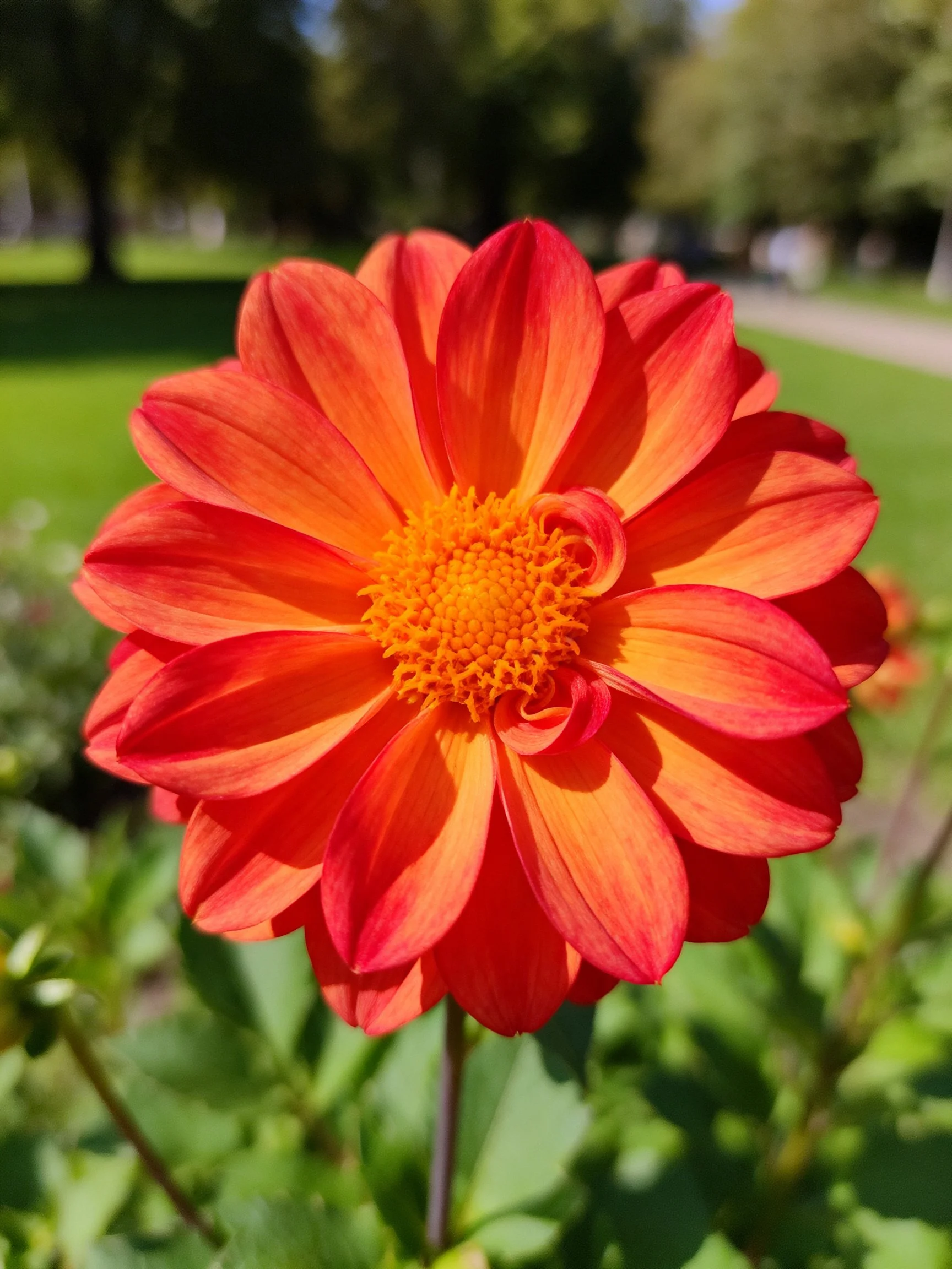 Vibrant orange-red flower with yellow center in sunlit park