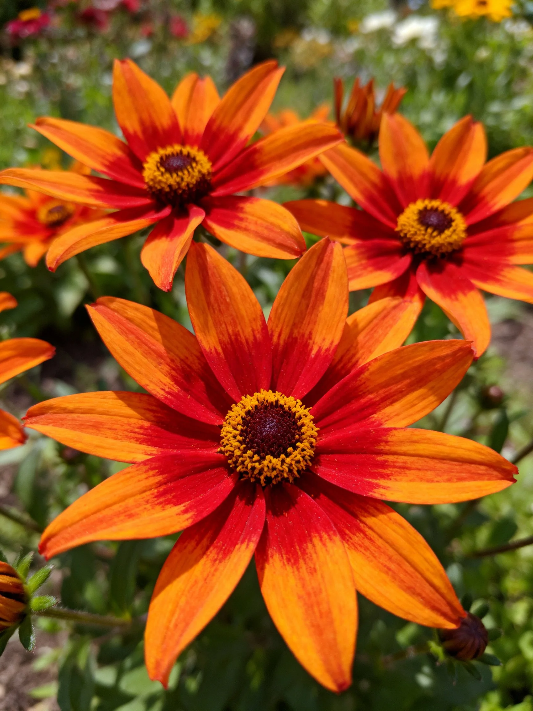 Vibrant orange-red flowers with yellow centers in a garden