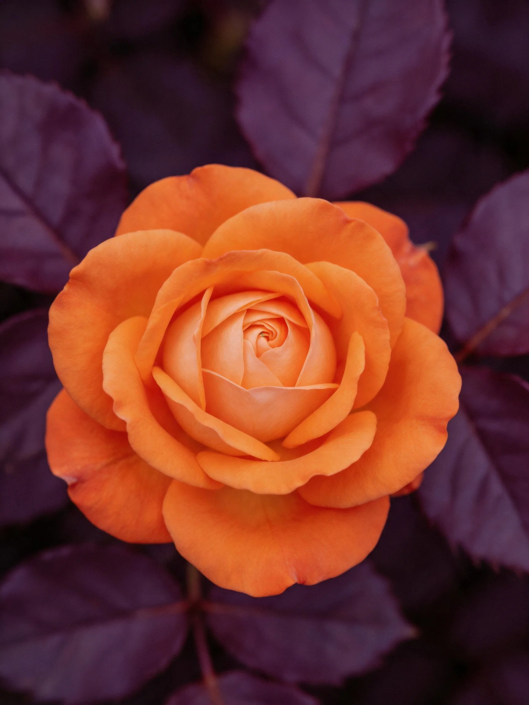 Vibrant orange rose blooms amid deep purple leaves