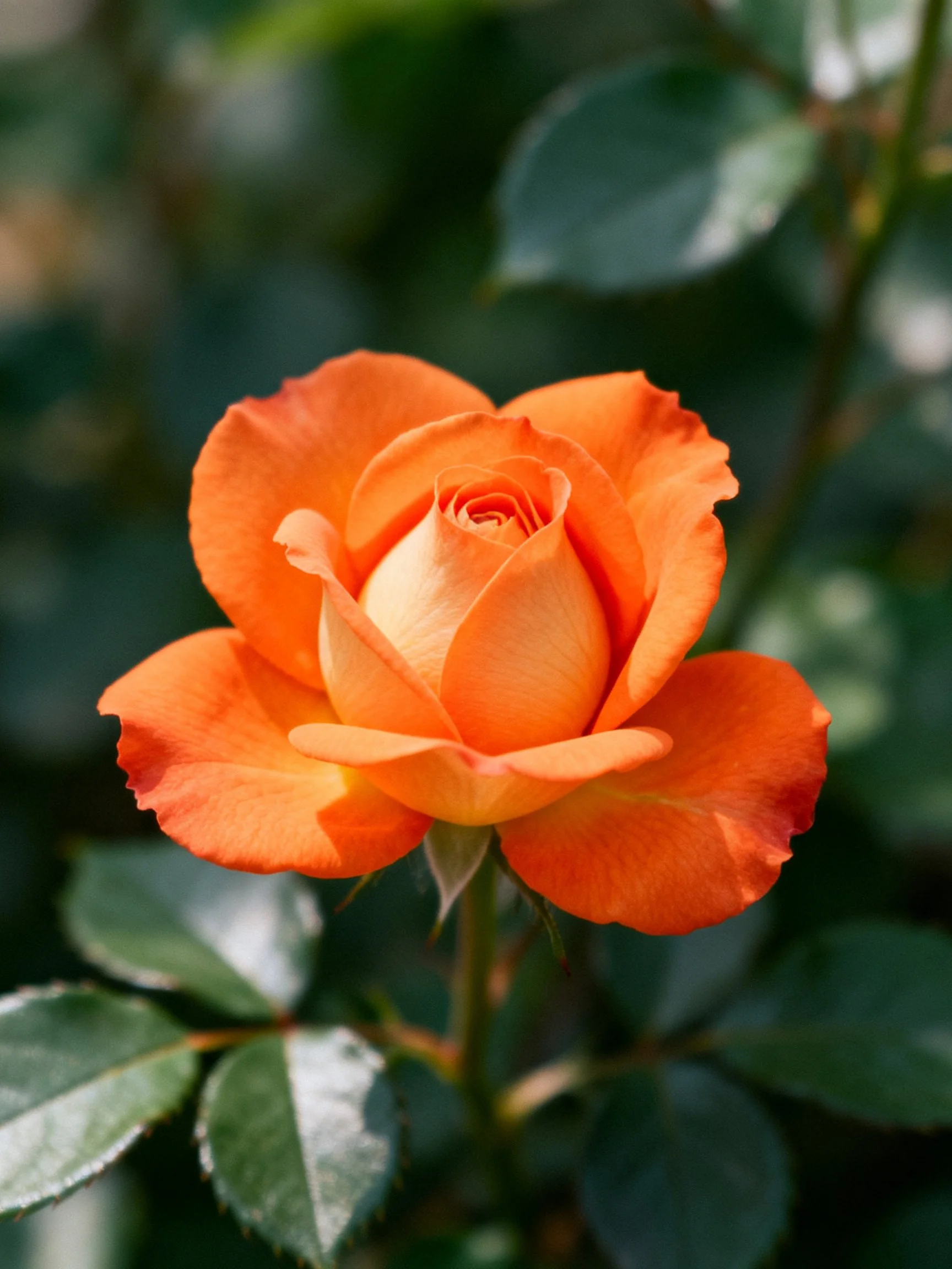 Vibrant orange rose in full bloom with dark green foliage