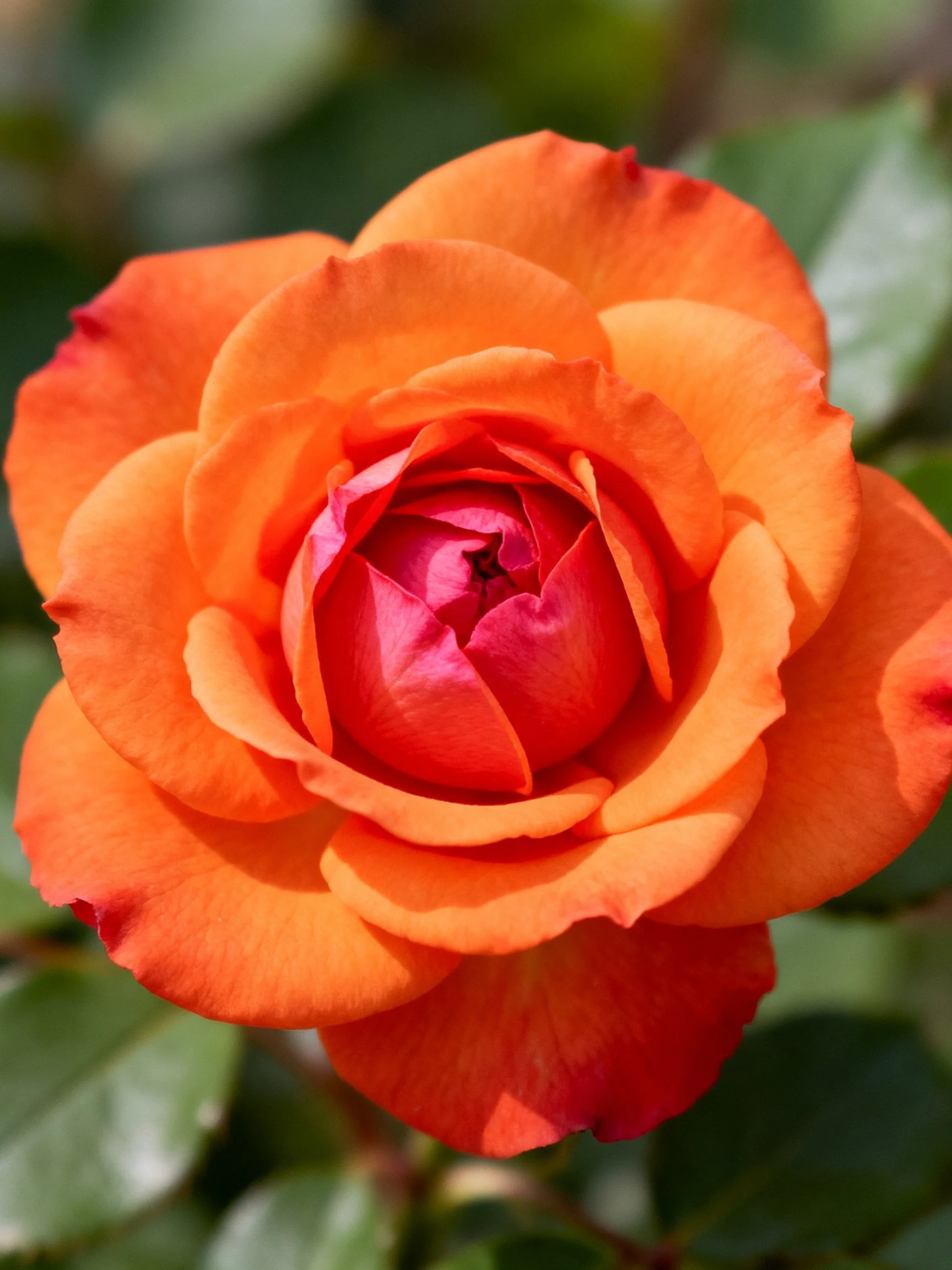 Vibrant orange rose with layered petals and pink center