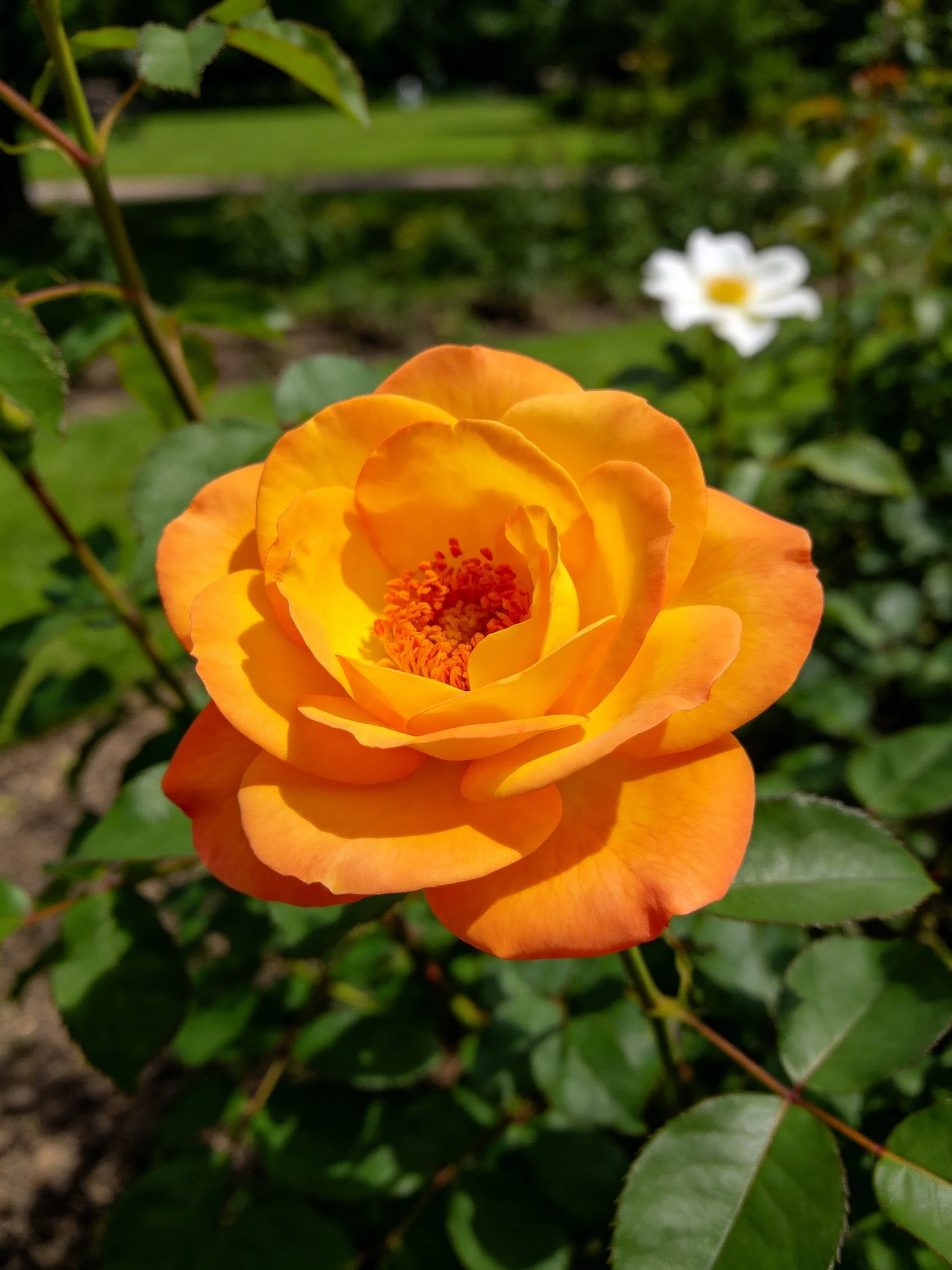 Vibrant orange rose with layered petals, green foliage, and a white flower in the background.