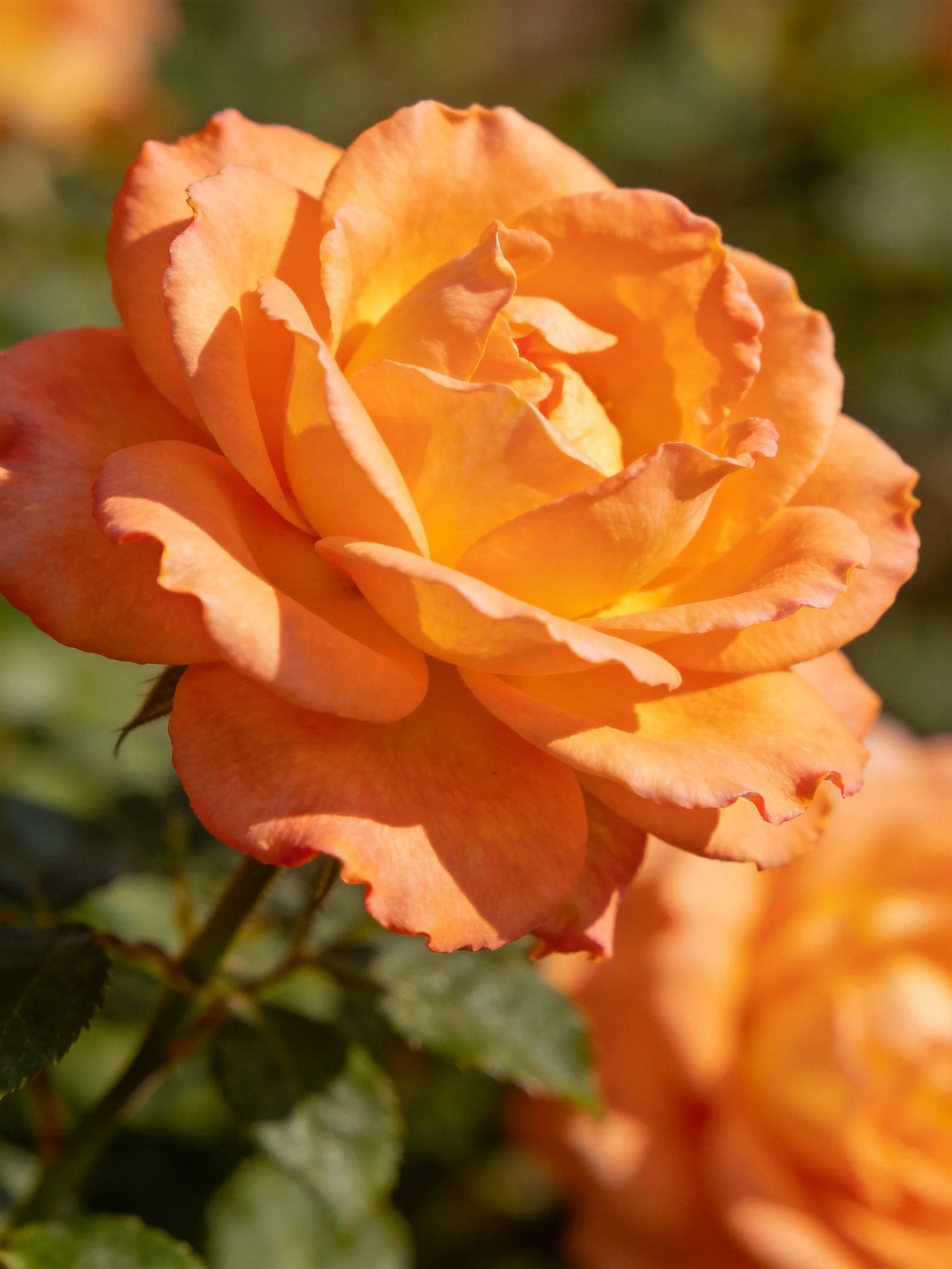 Vibrant orange rose with layered petals, sunlight illuminating details