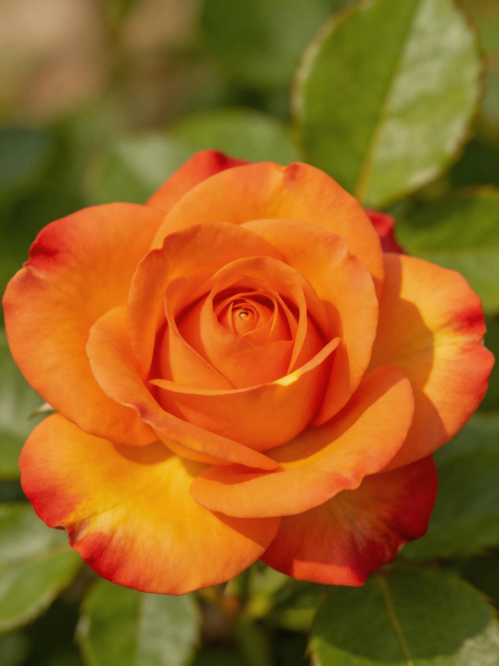 Vibrant orange rose with red-edged petals