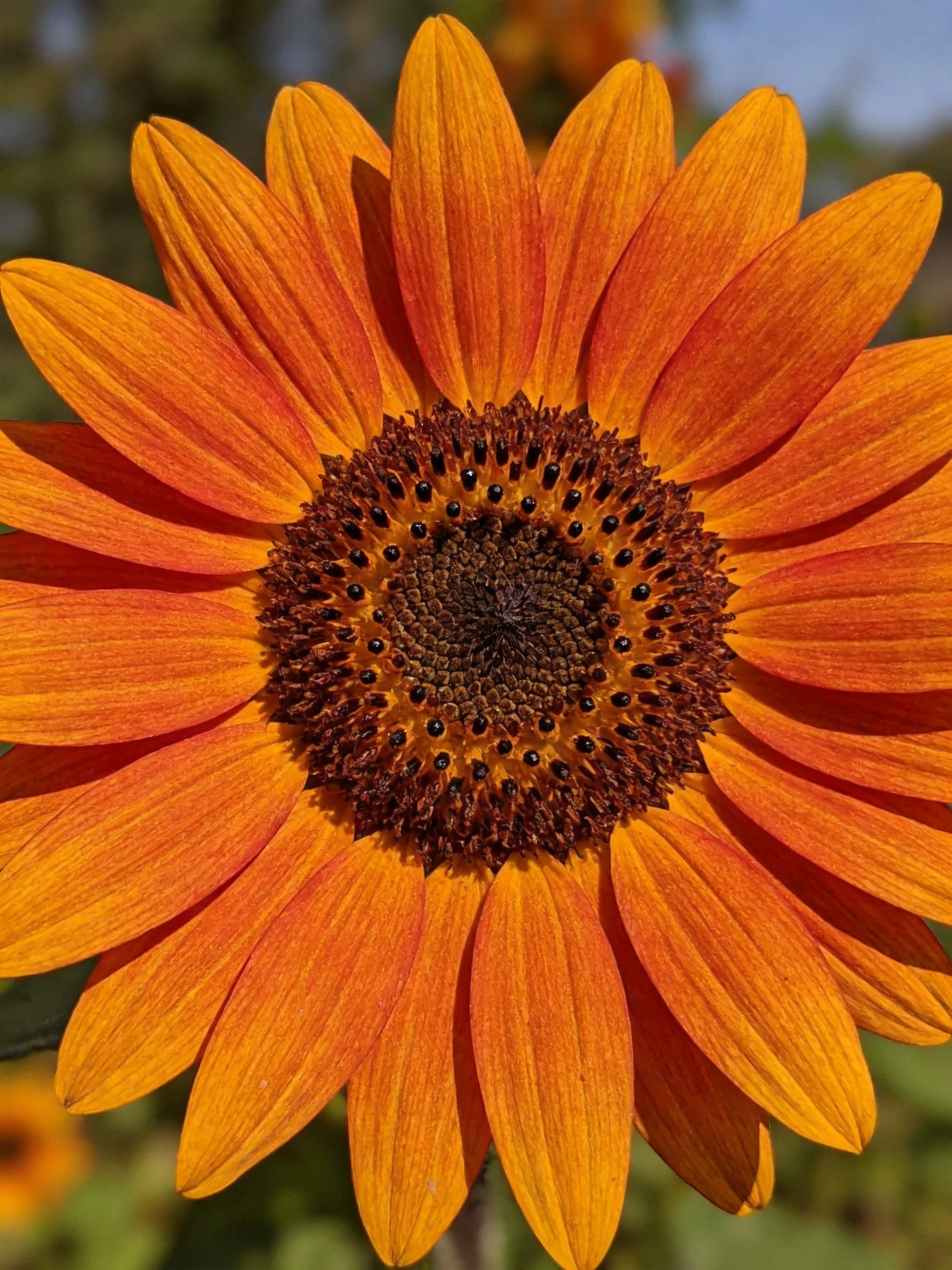 Vibrant orange sunflower with dark brown central disk