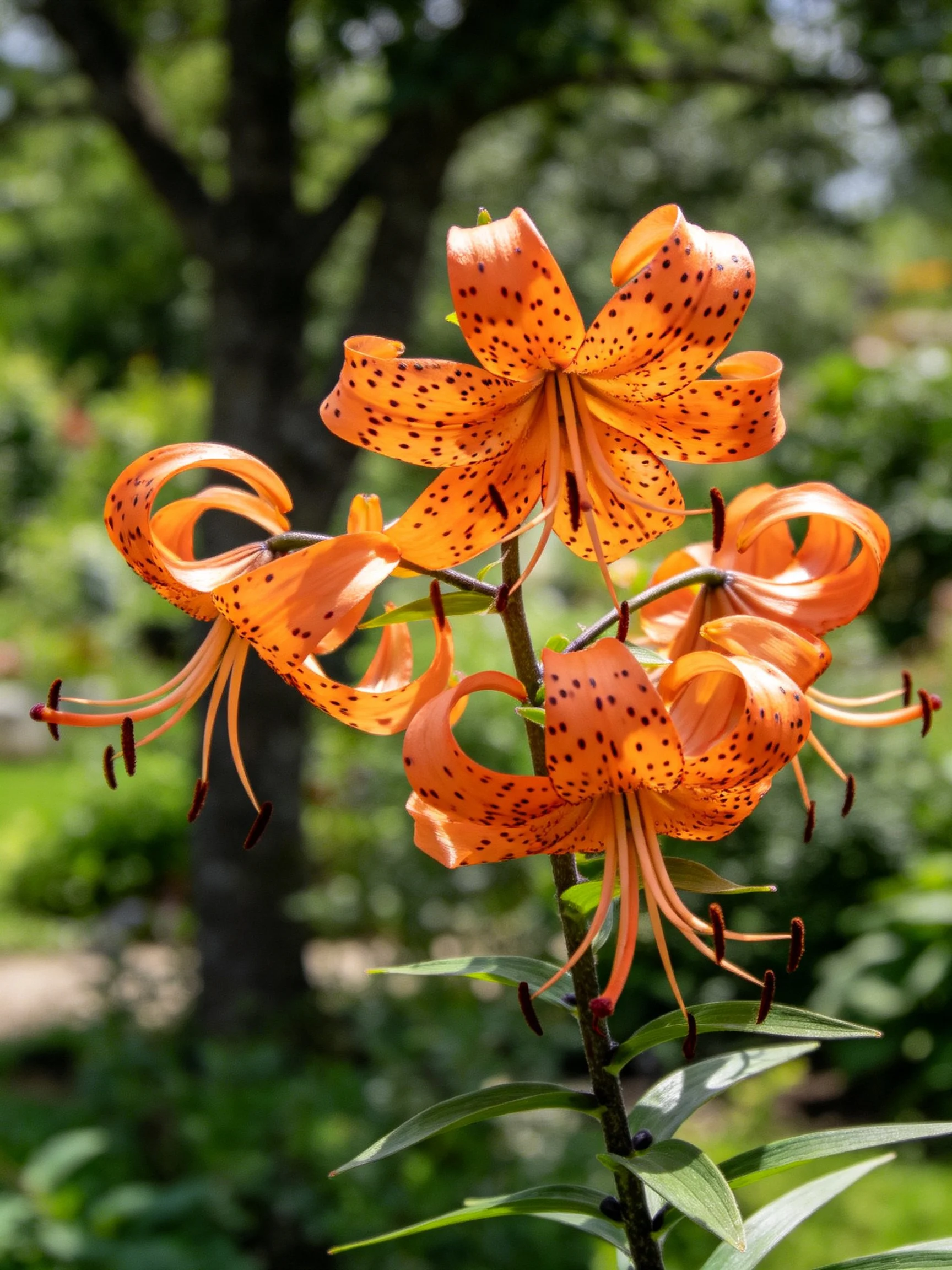 Vibrant orange tiger lilies with dark spots blooming outdoors