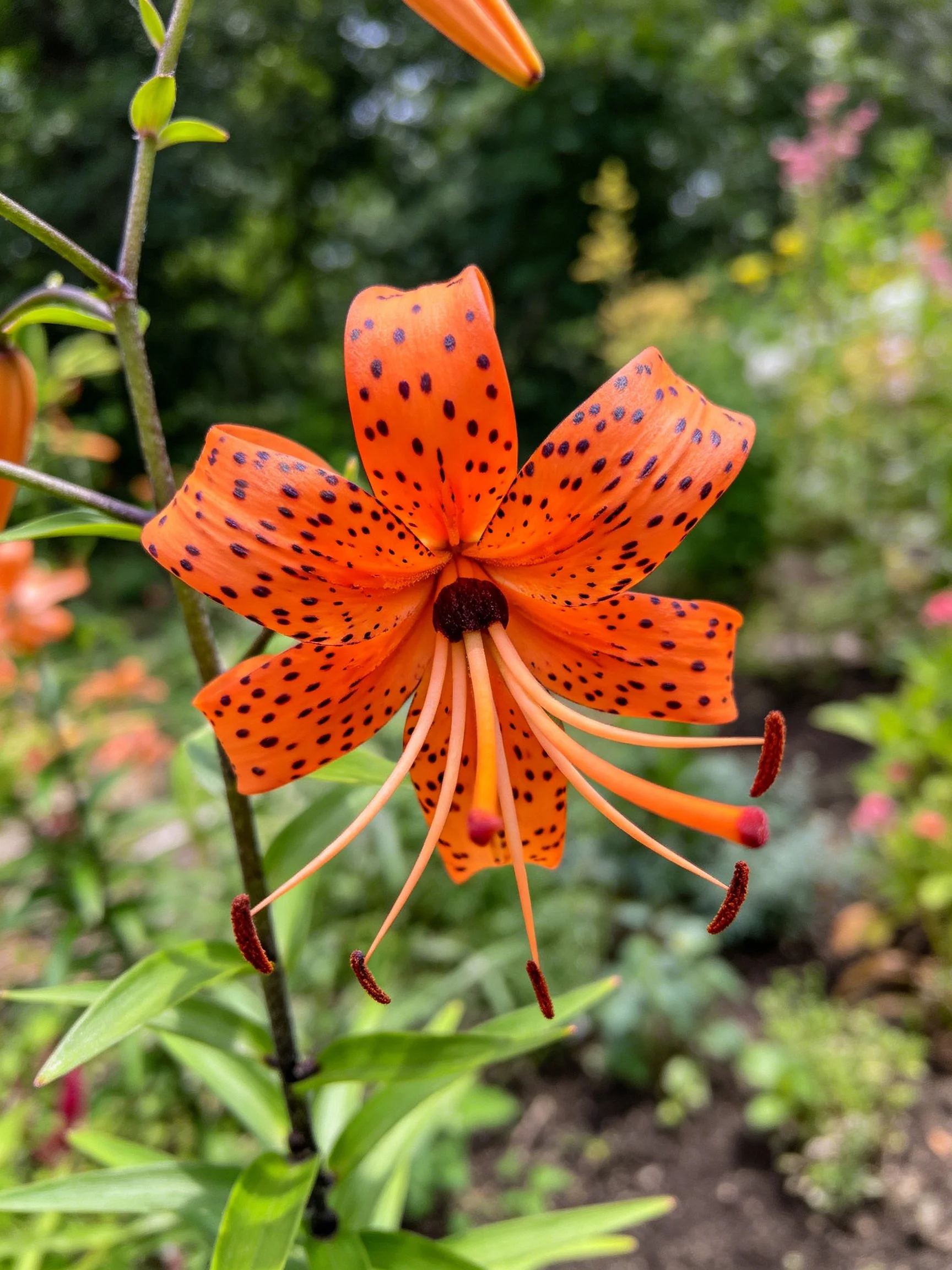 Vibrant orange tiger lily with dark spots in a lush garden