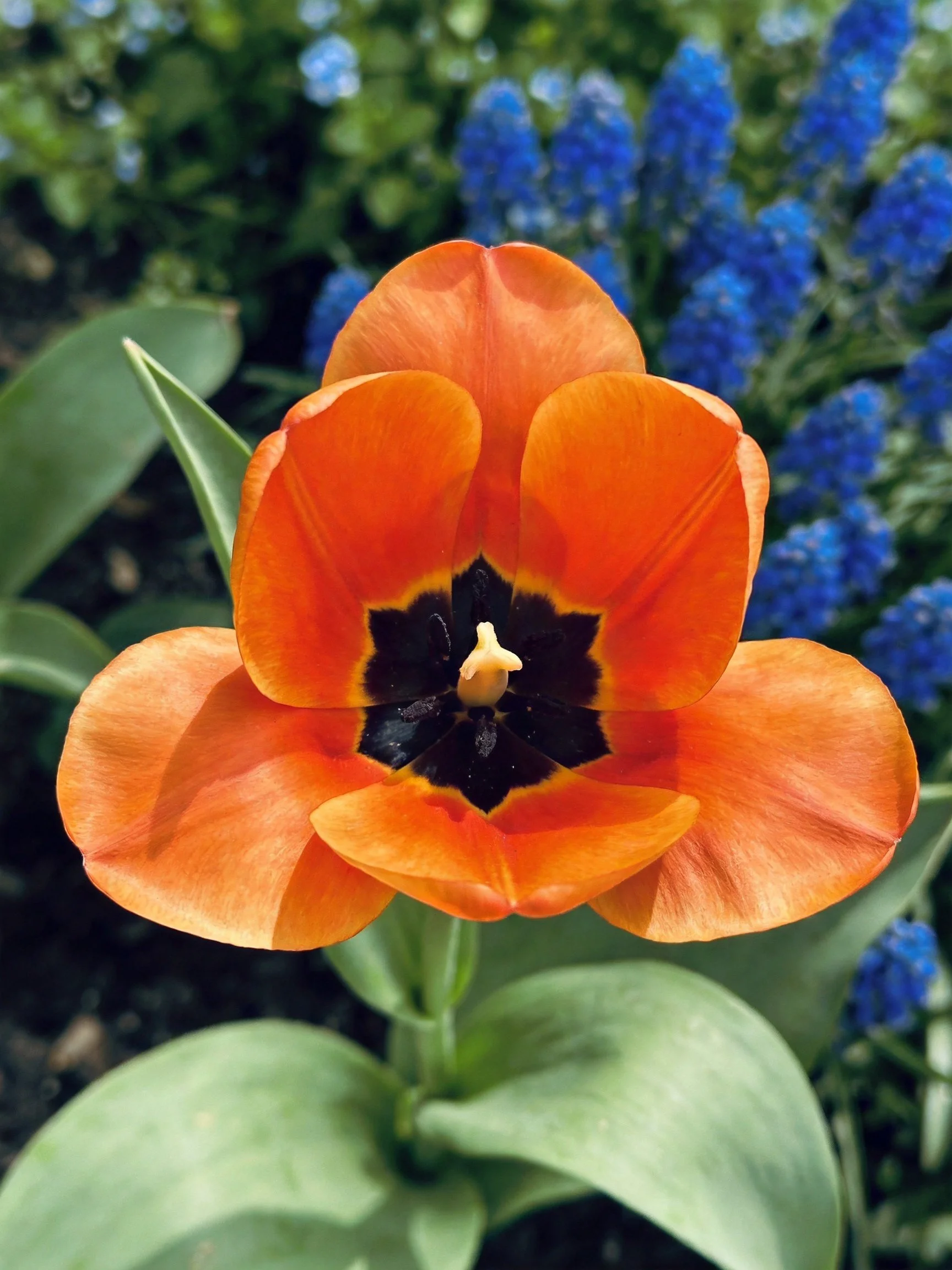 Vibrant orange tulip with dark center amid blue flowers