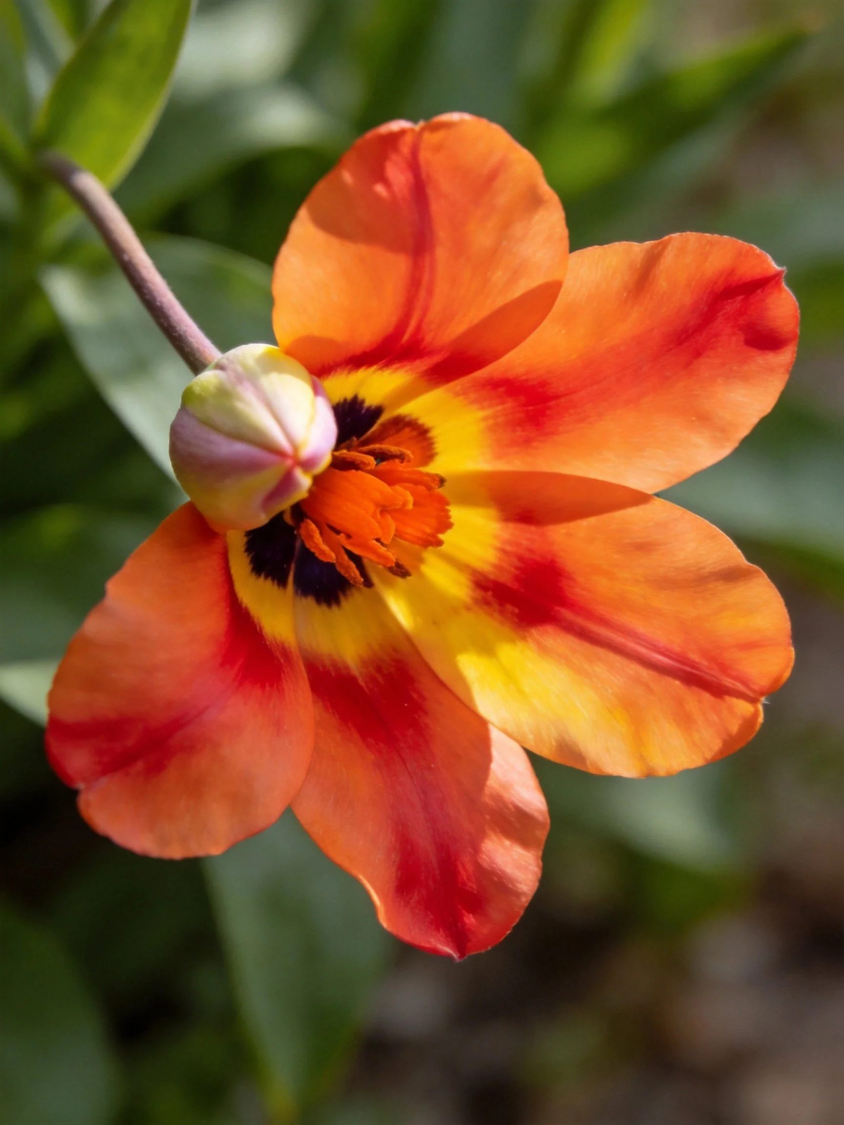 Vibrant orange tulip with yellow and dark center
