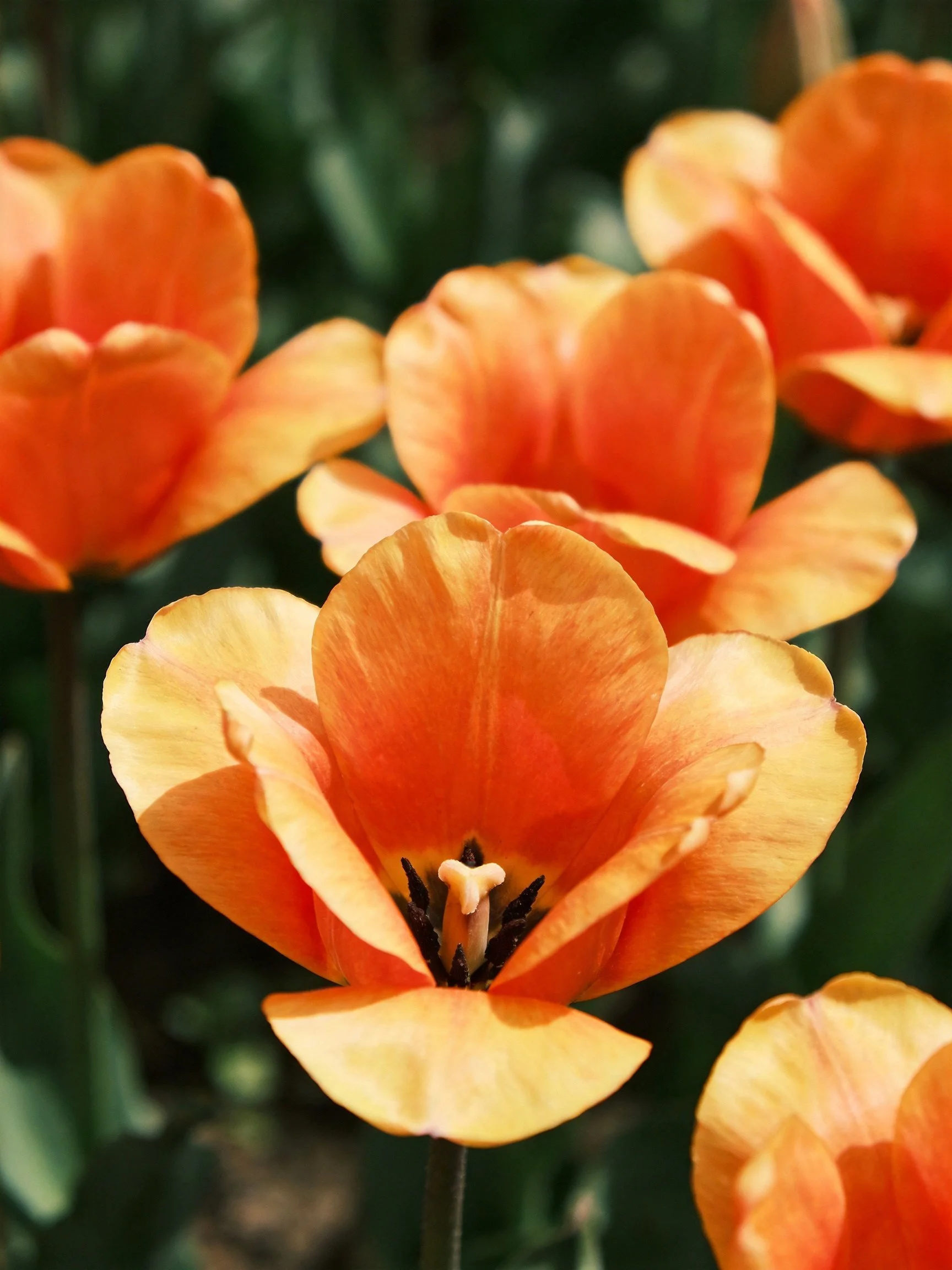 Vibrant orange tulips blooming among dark green foliage