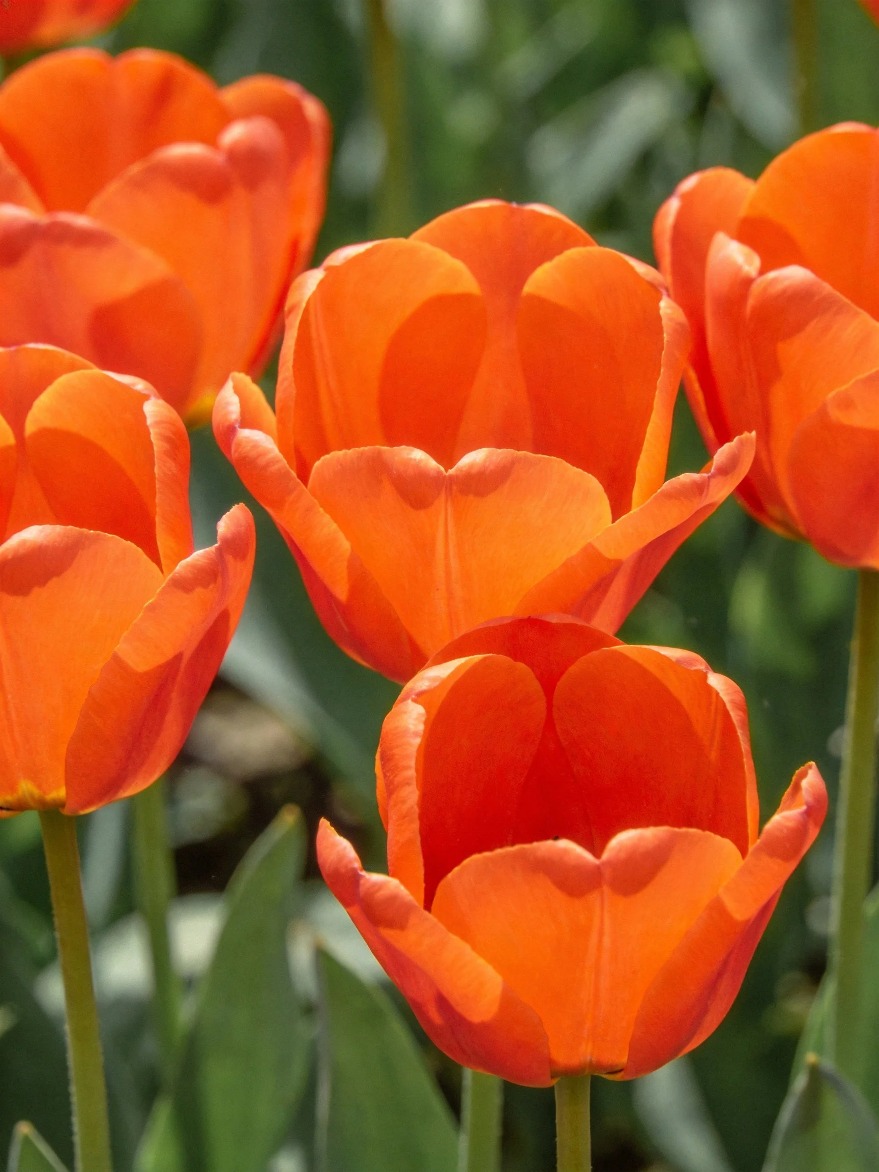 Vibrant orange tulips clustered in a sunlit garden