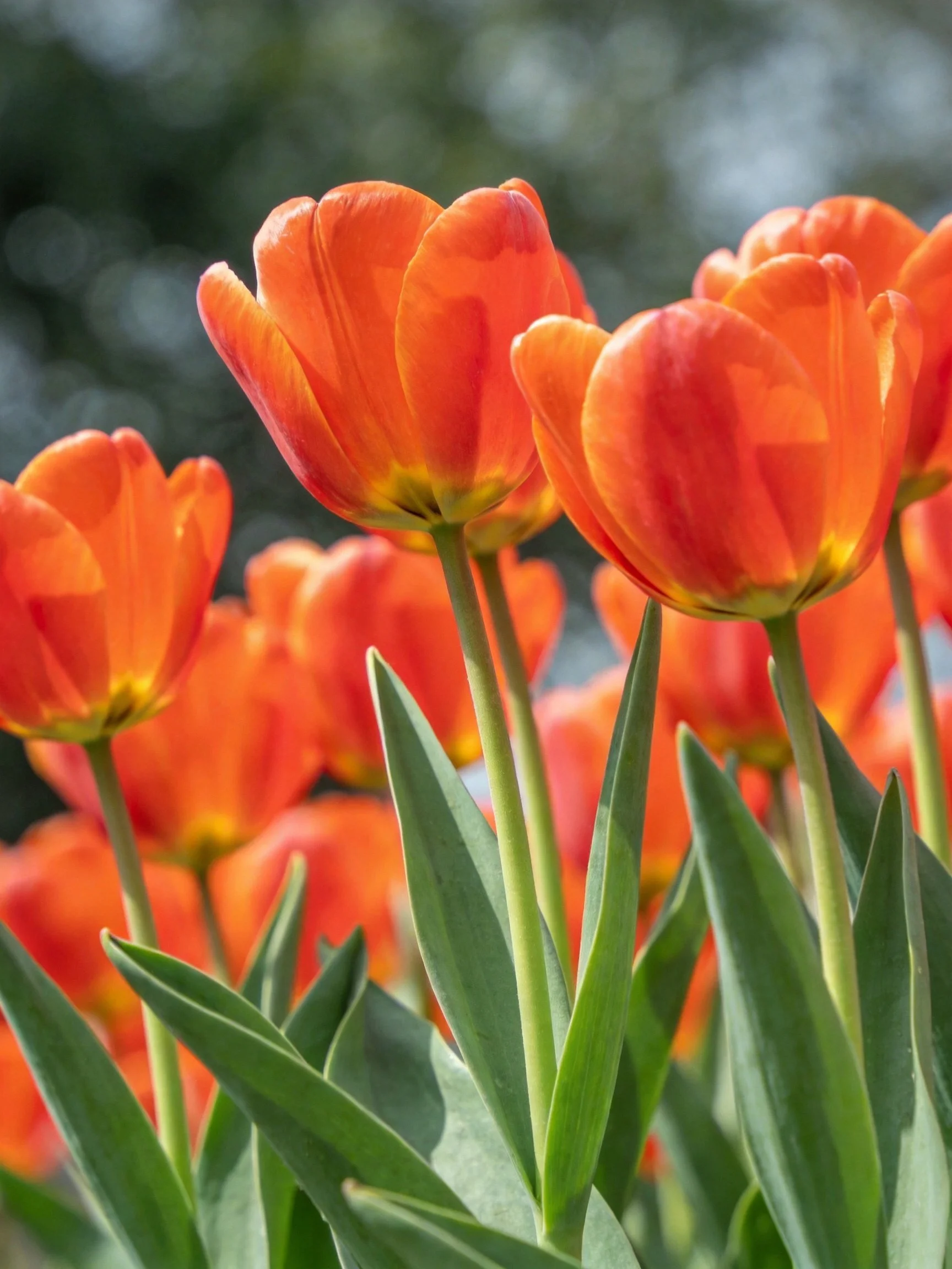 Vibrant orange tulips with green stems and leaves