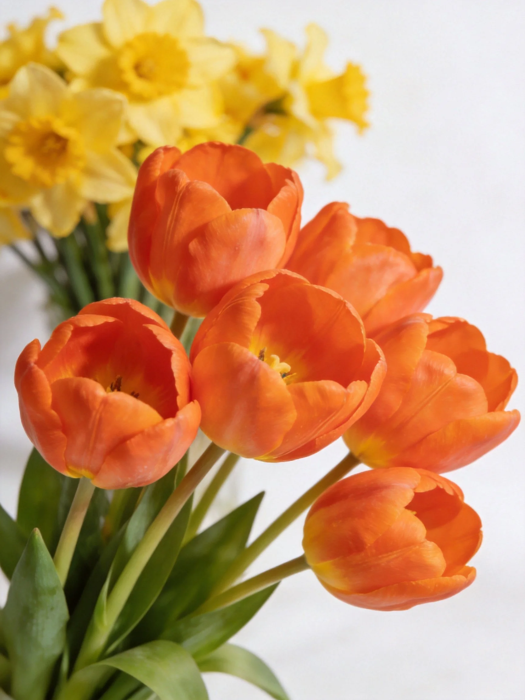 Vibrant orange tulips with yellow daffodils in the background