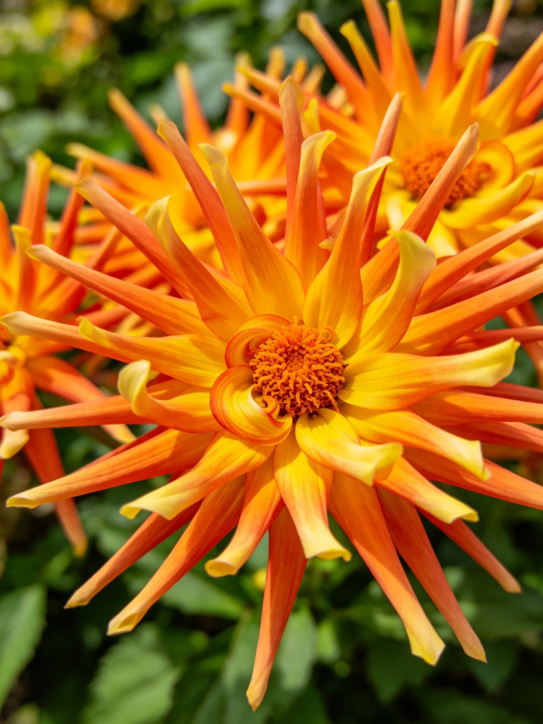 Vibrant orange-yellow dahlia blooms with spiky petals
