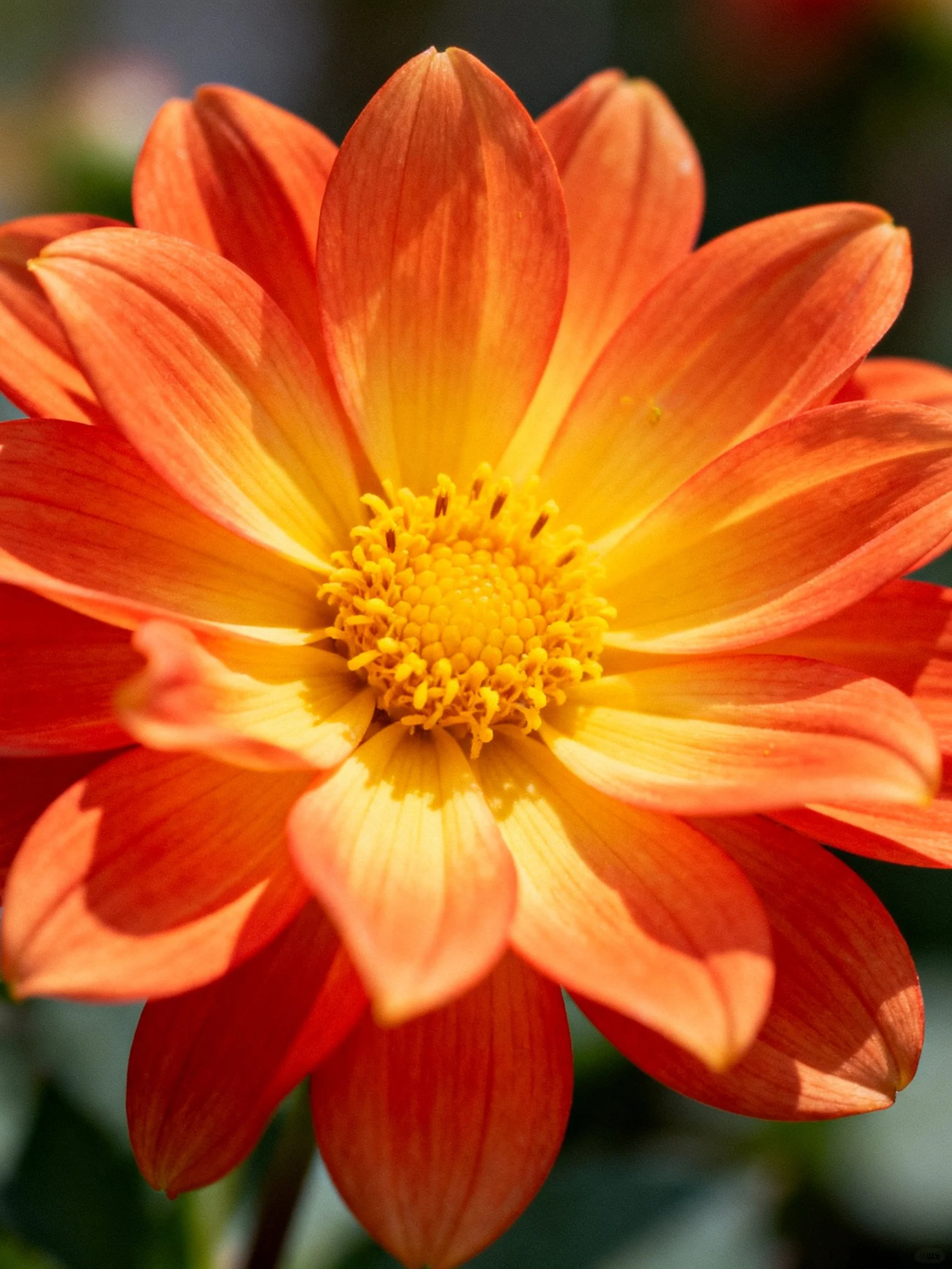 Vibrant orange - yellow dahlia with layered petals